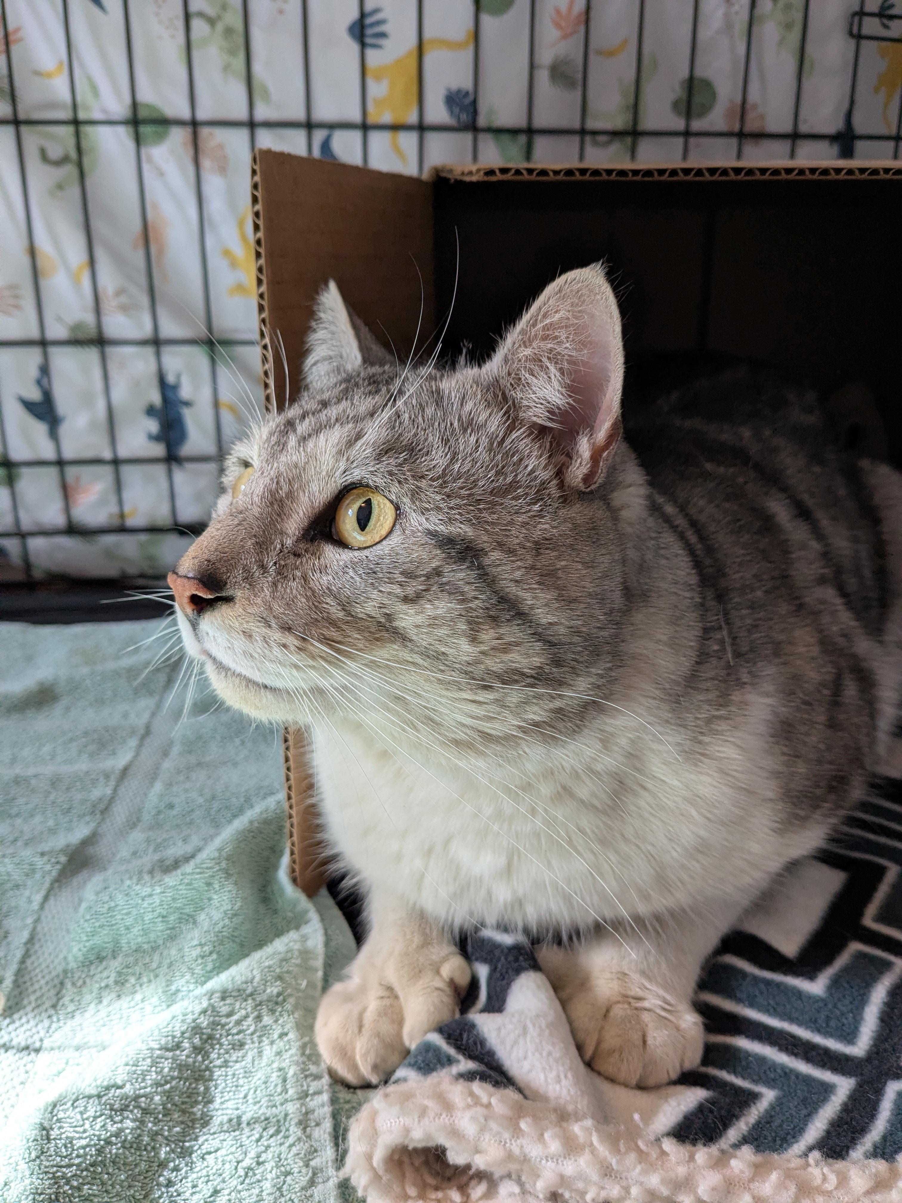 Enlarge Zorro, a Adoptable Domestic Short Hair in Burlington, VT image 3/6