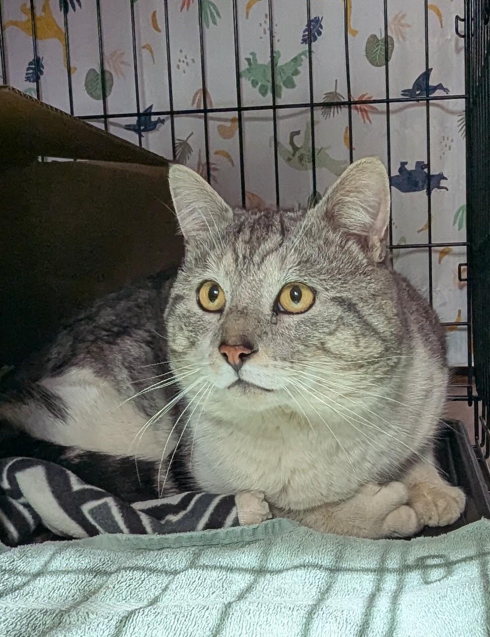 Enlarge Zorro, a Adoptable Domestic Short Hair in Burlington, VT image 4/6