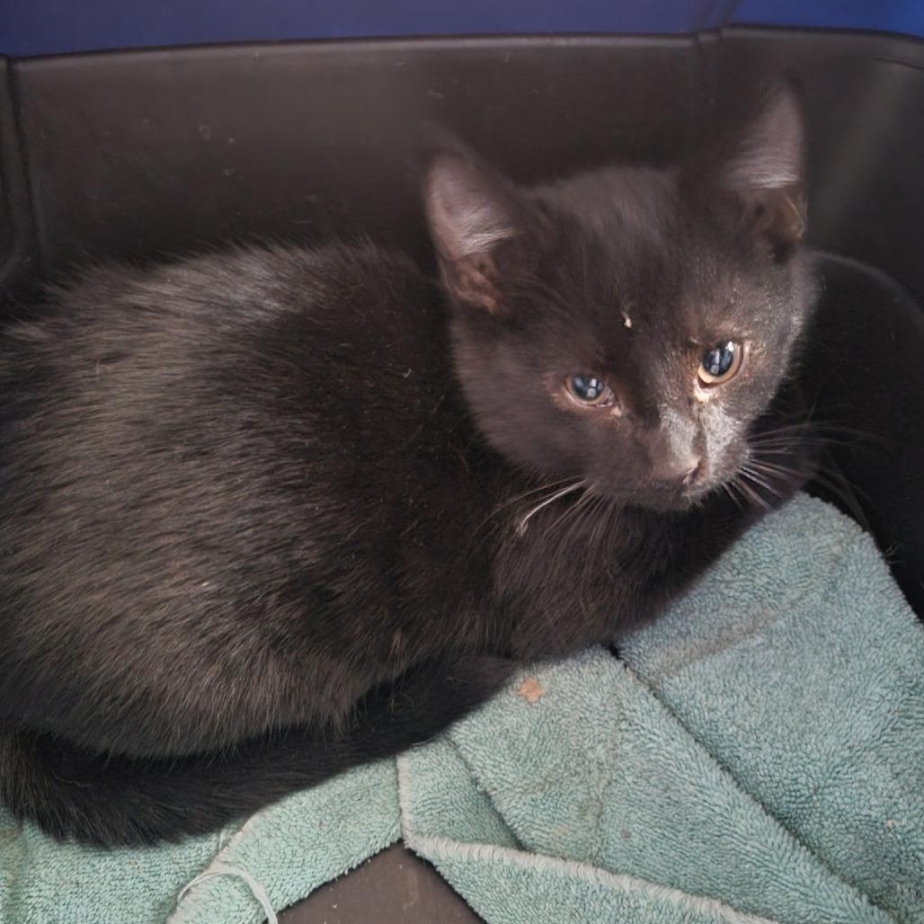 Blizzard, Adoptable, Young Male Domestic Short Hair.