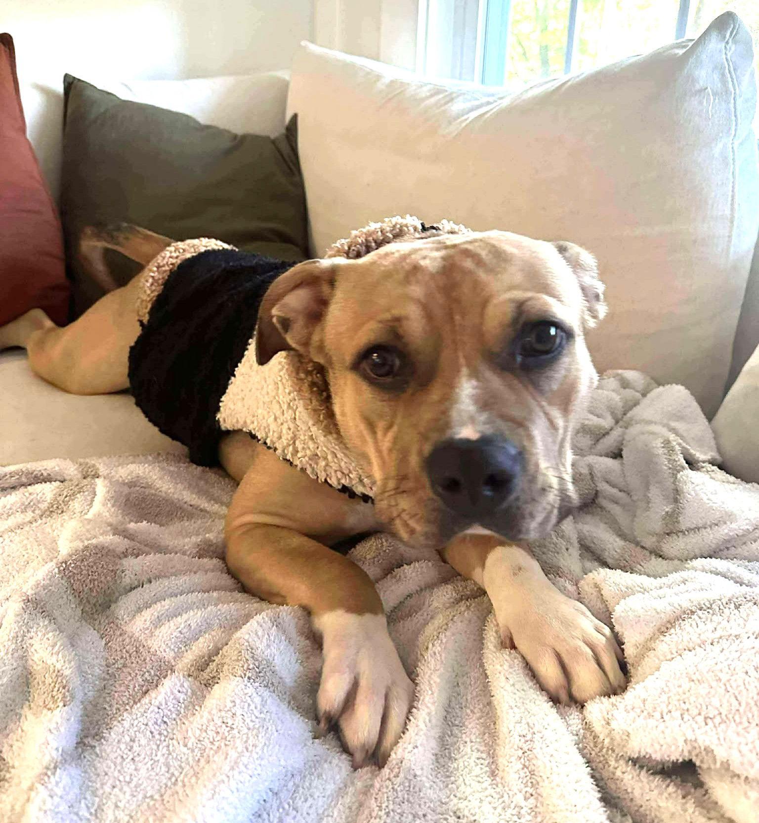 Tootsie Roll, a Adoptable Pit Bull Terrier in Rockville, MD image 1/3