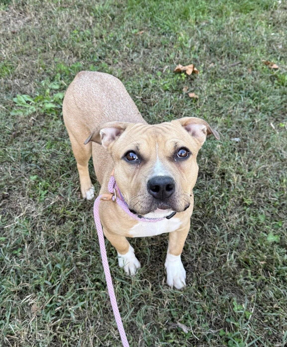 Tootsie Roll, a Adoptable Pit Bull Terrier in Rockville, MD image 2/3
