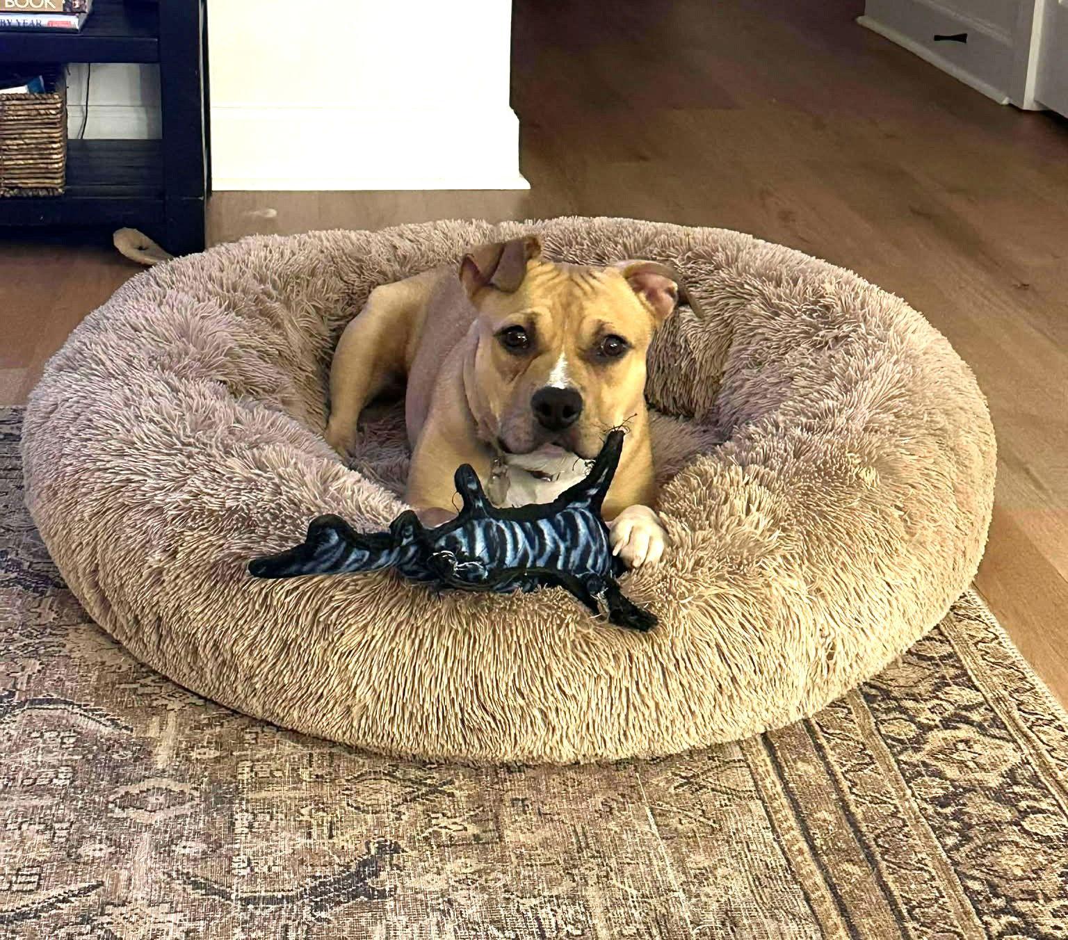 Tootsie Roll, a Adoptable Pit Bull Terrier in Rockville, MD image 3/3