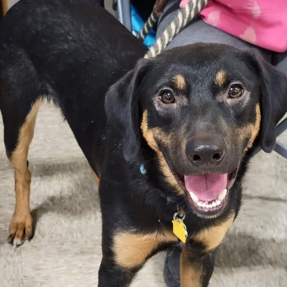 Tuff, Adult Male Rottweiler
