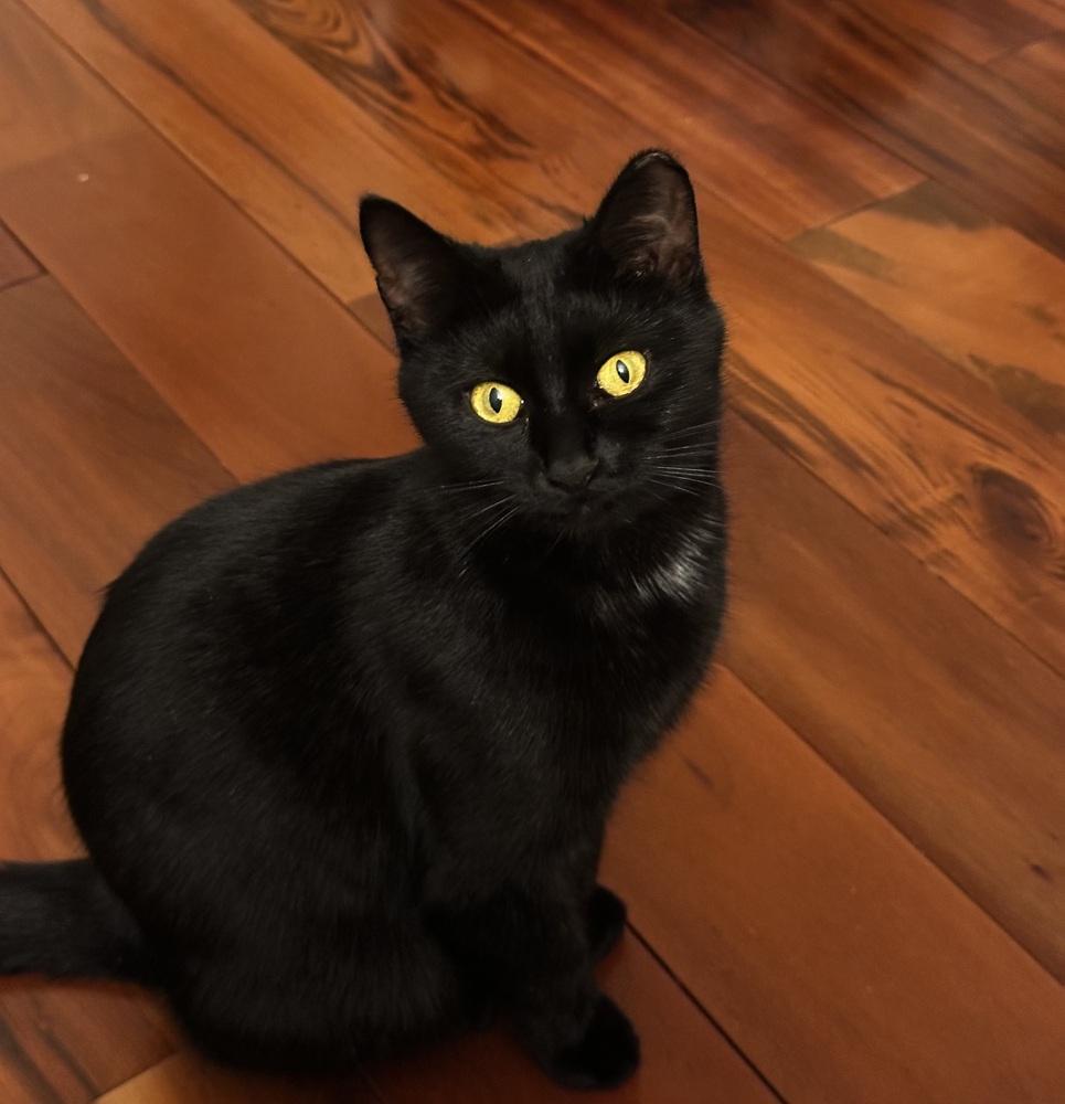 Eboni, Adoptable, Kitten Female Domestic Short Hair.