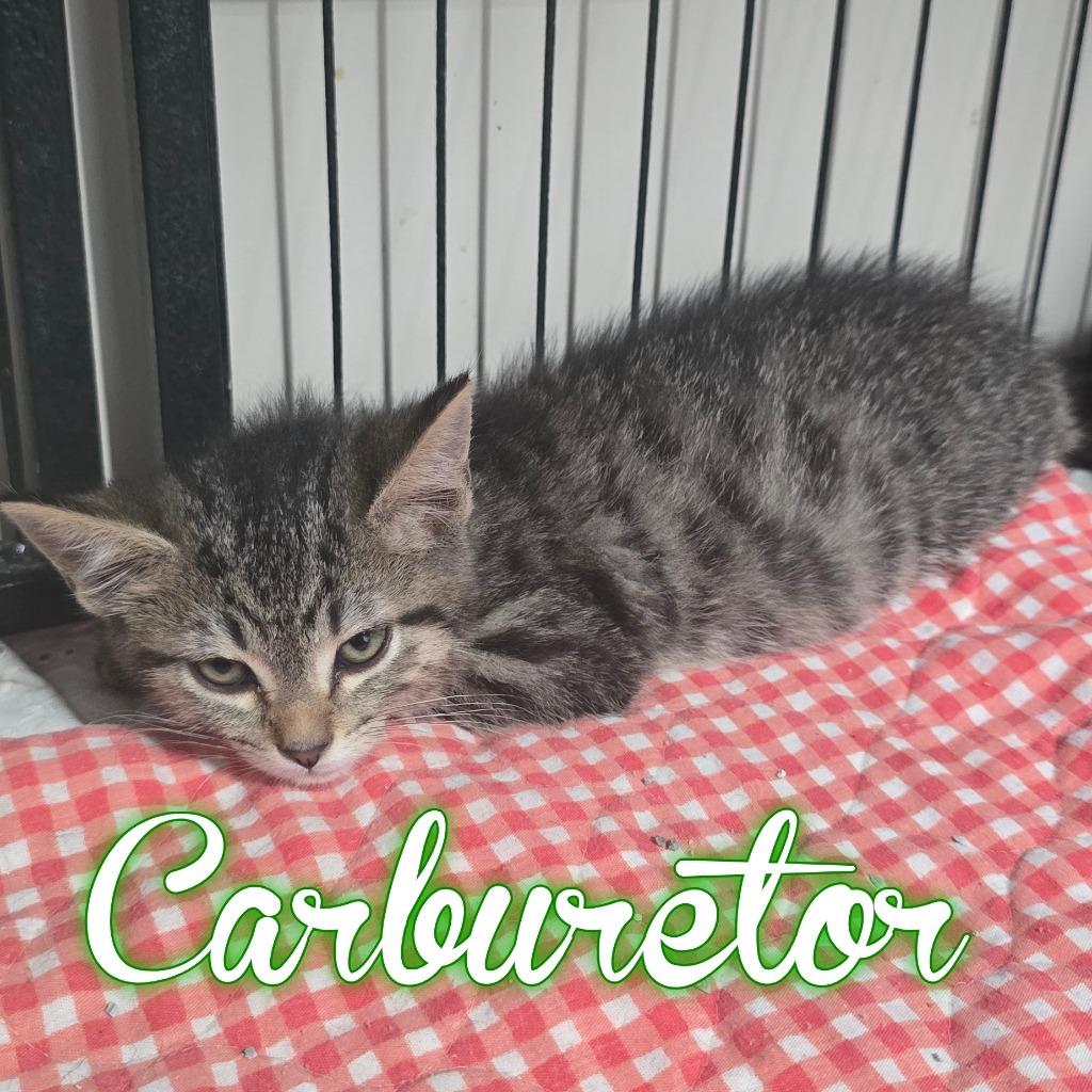 Enlarge Carburetor, a Adoptable Domestic Short Hair in Hillsboro, OH image 1/2