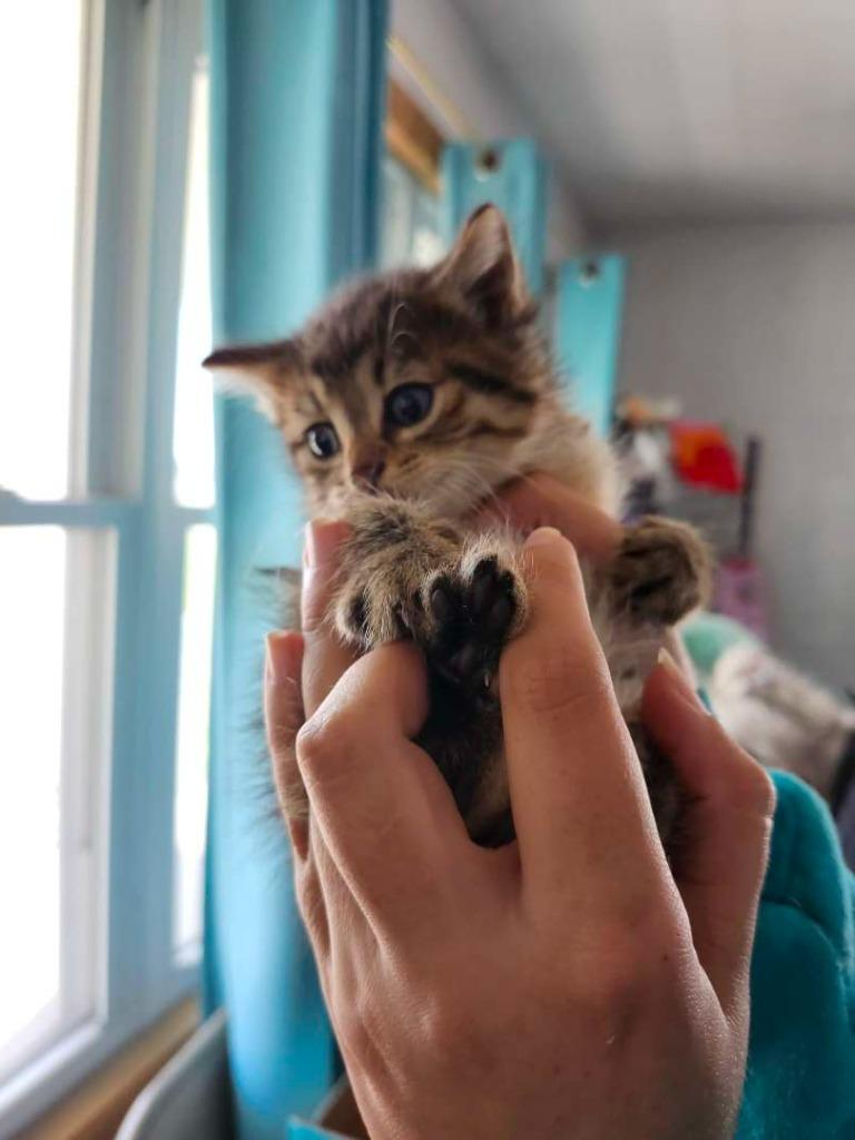 Enlarge Carburetor, a Adoptable Domestic Short Hair in Hillsboro, OH image 2/2
