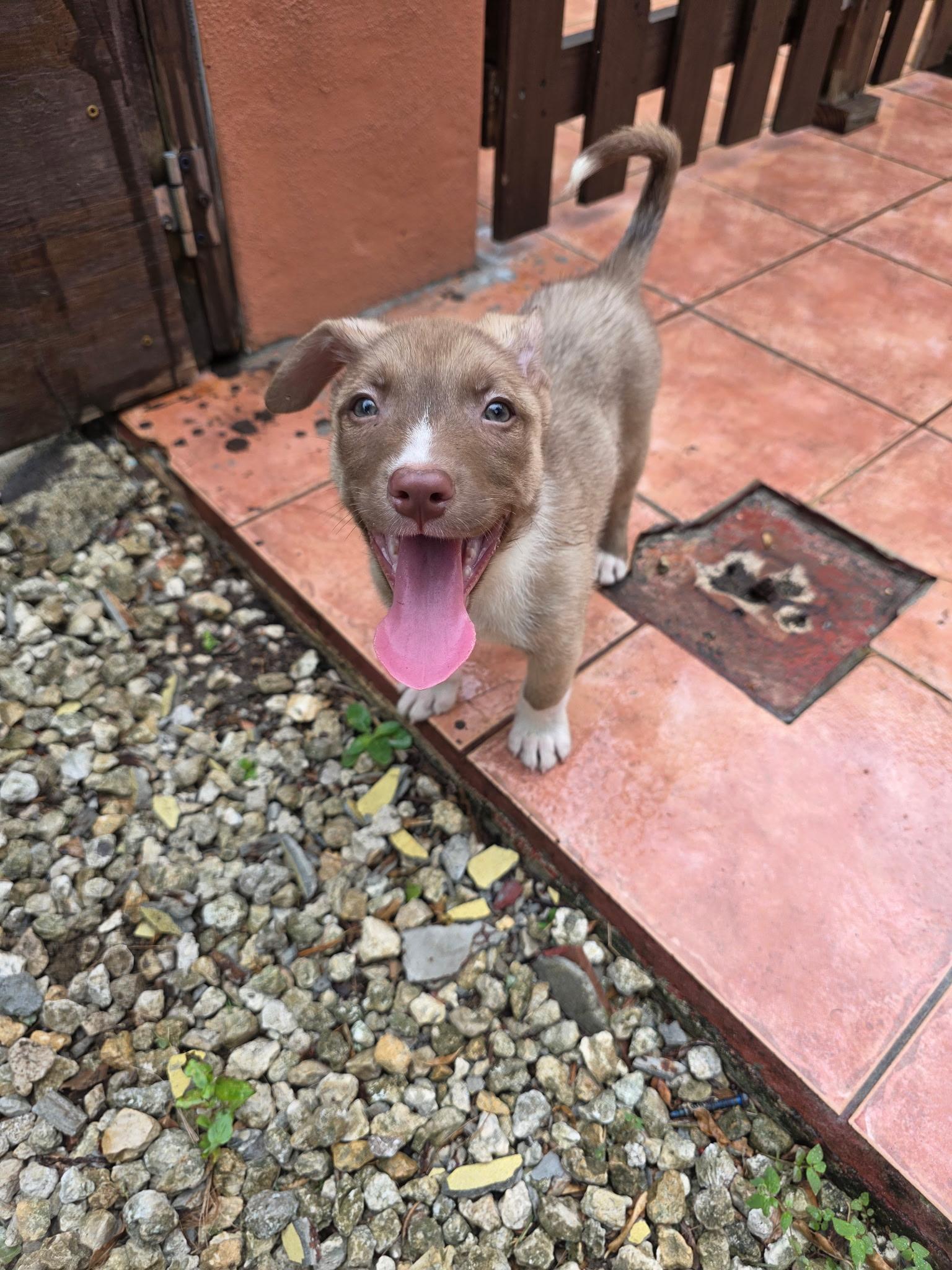 Dolly, ADOPTABLE, Puppy Female Husky.