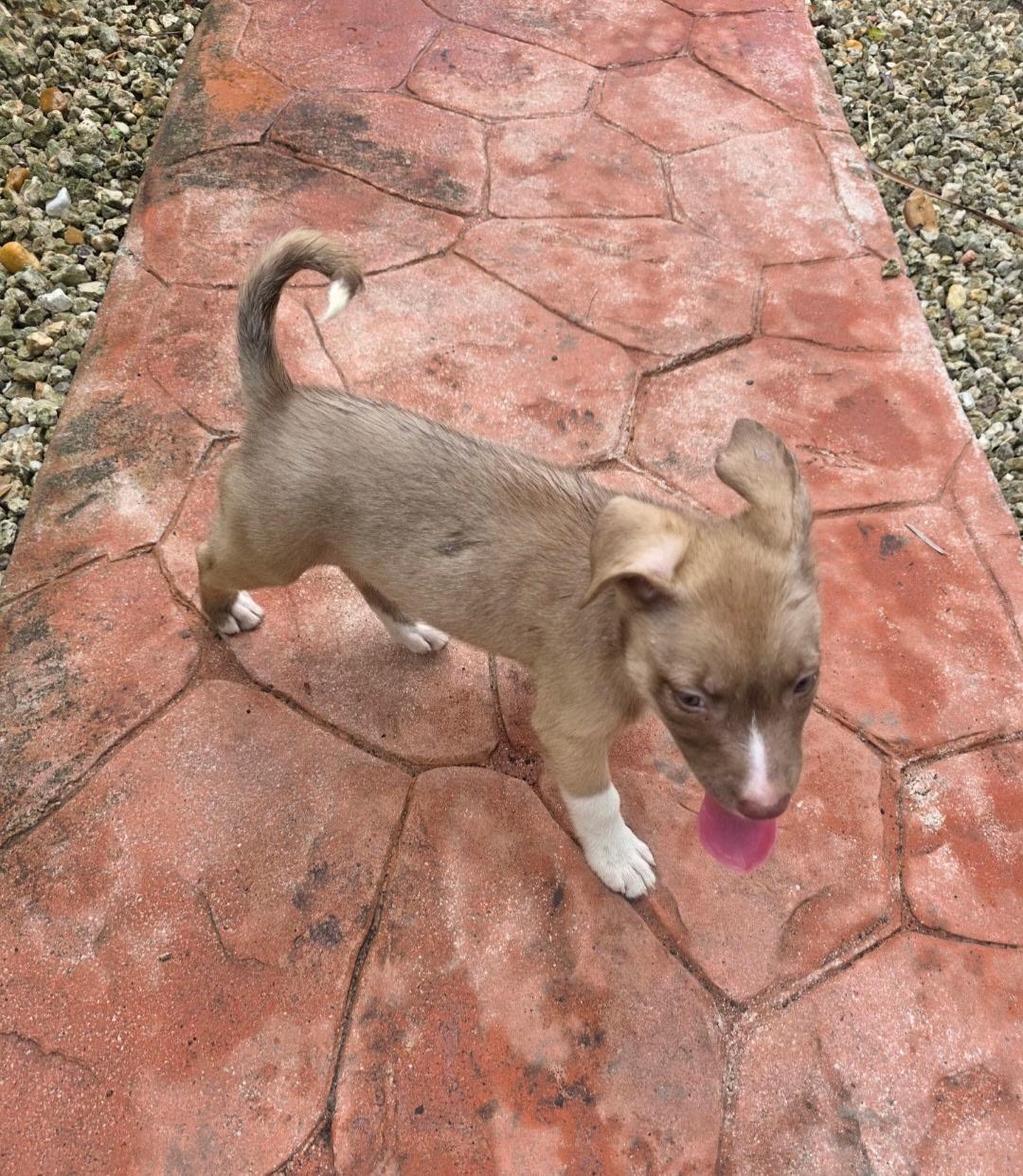 Dolly, a ADOPTABLE mixed breed in Miami, FL image 2/2