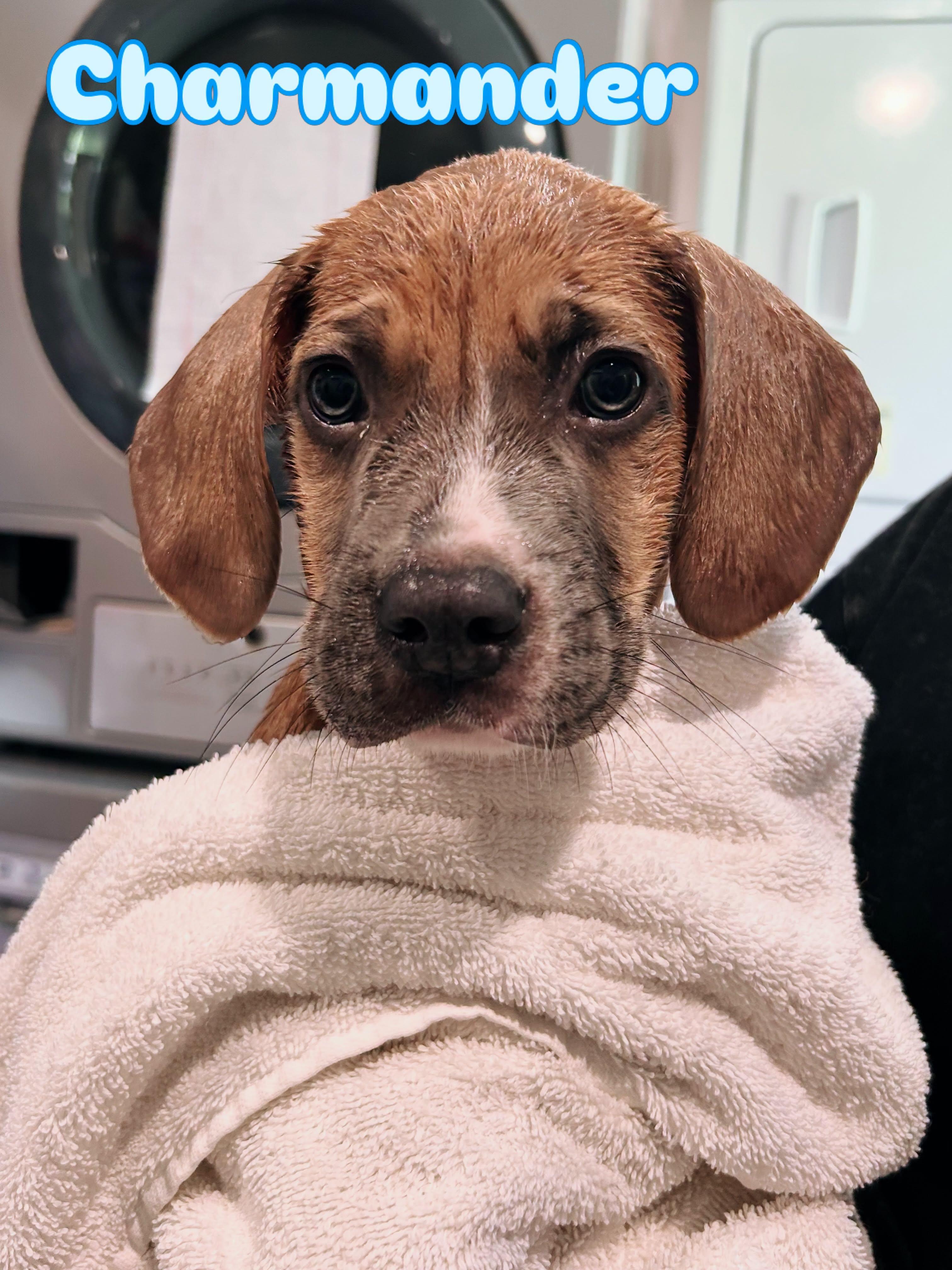 Enlarge Charmander, an adopted Mixed Breed in Rock Hill, NY image 1/1
