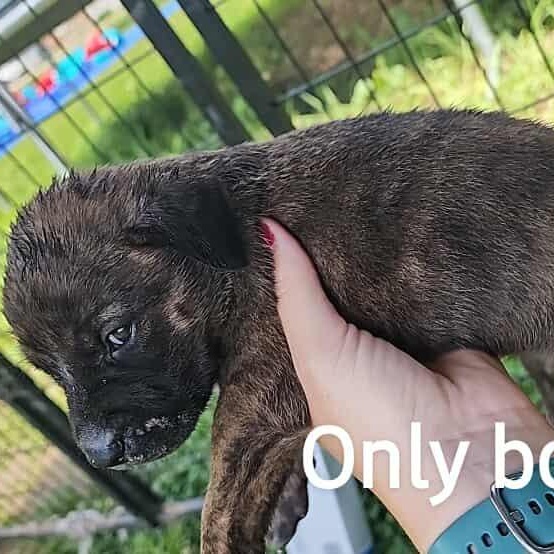 Gizmo