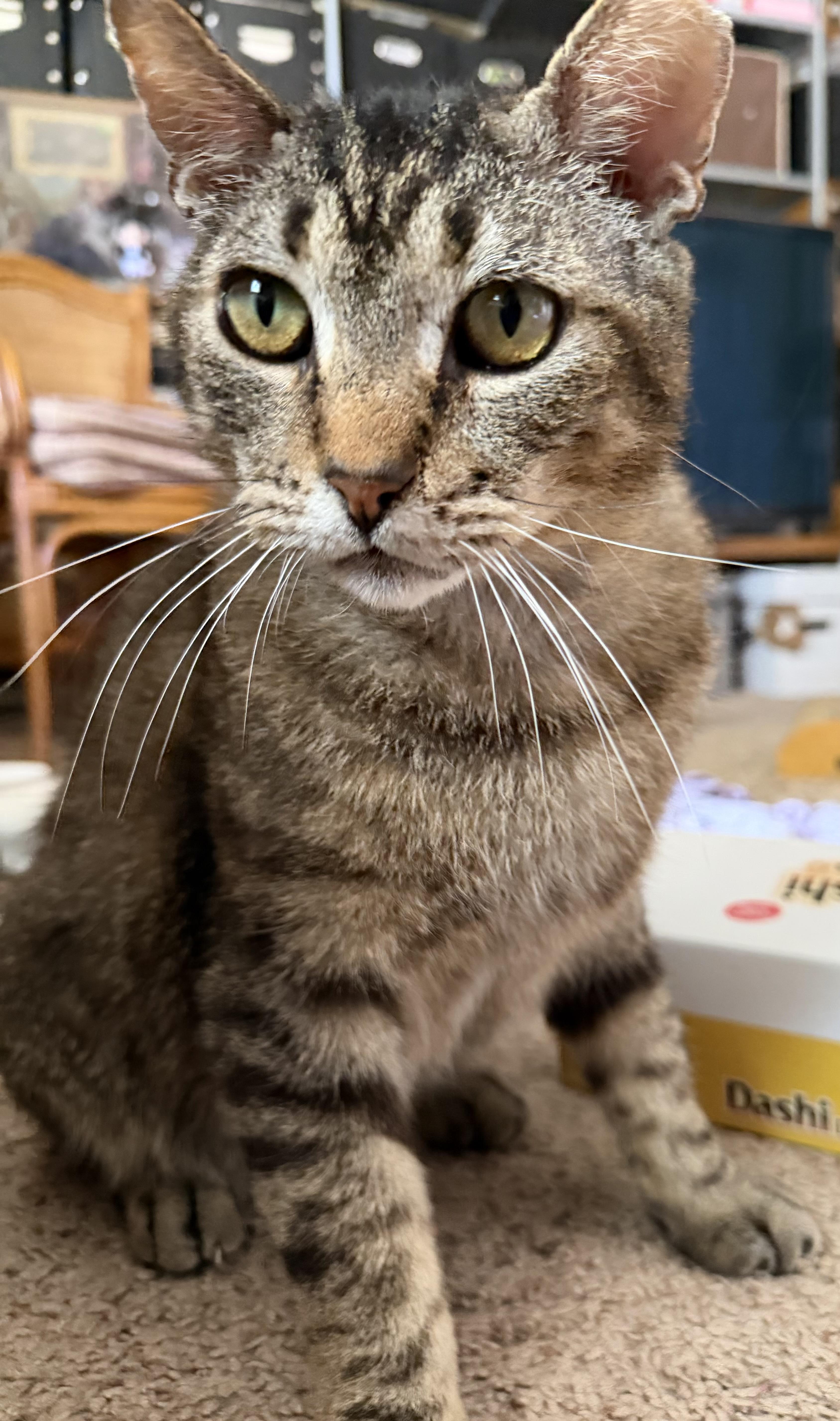 Bubba, ADOPTABLE, Adult Male Tabby.