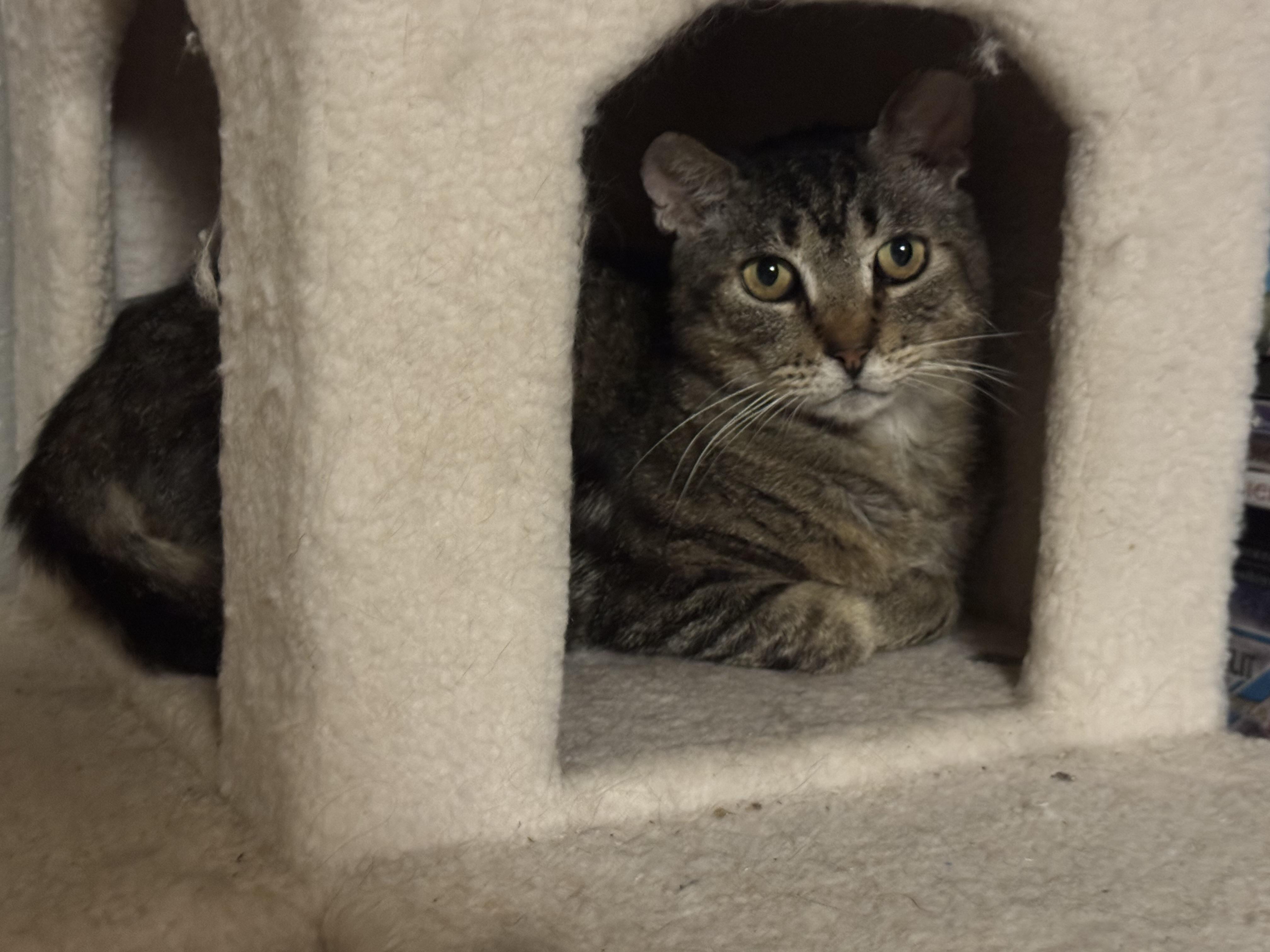 Enlarge Bubba, a ADOPTABLE Tabby in San Francisco, CA image 3/5