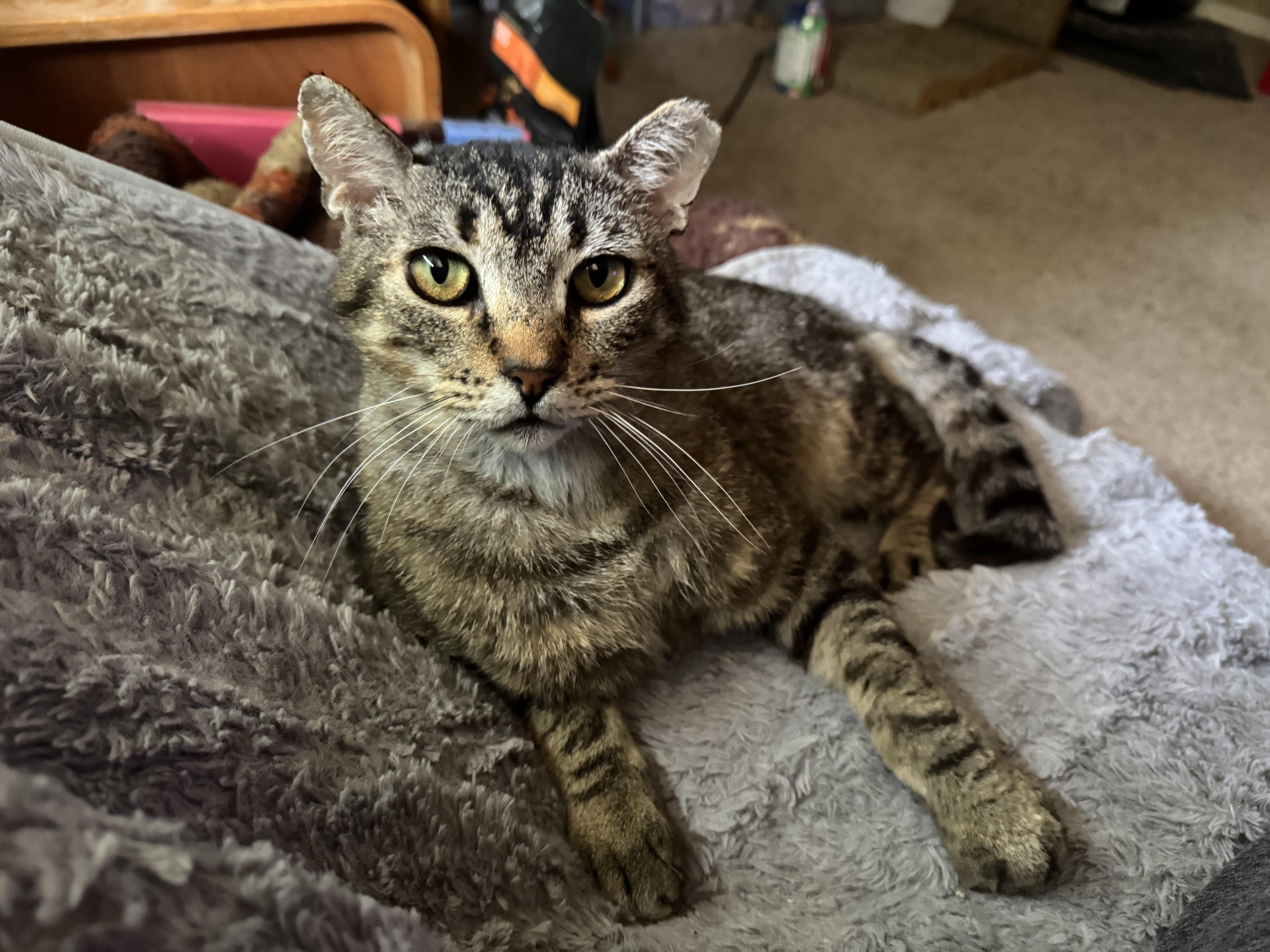 Enlarge Bubba, a ADOPTABLE Tabby in San Francisco, CA image 5/5