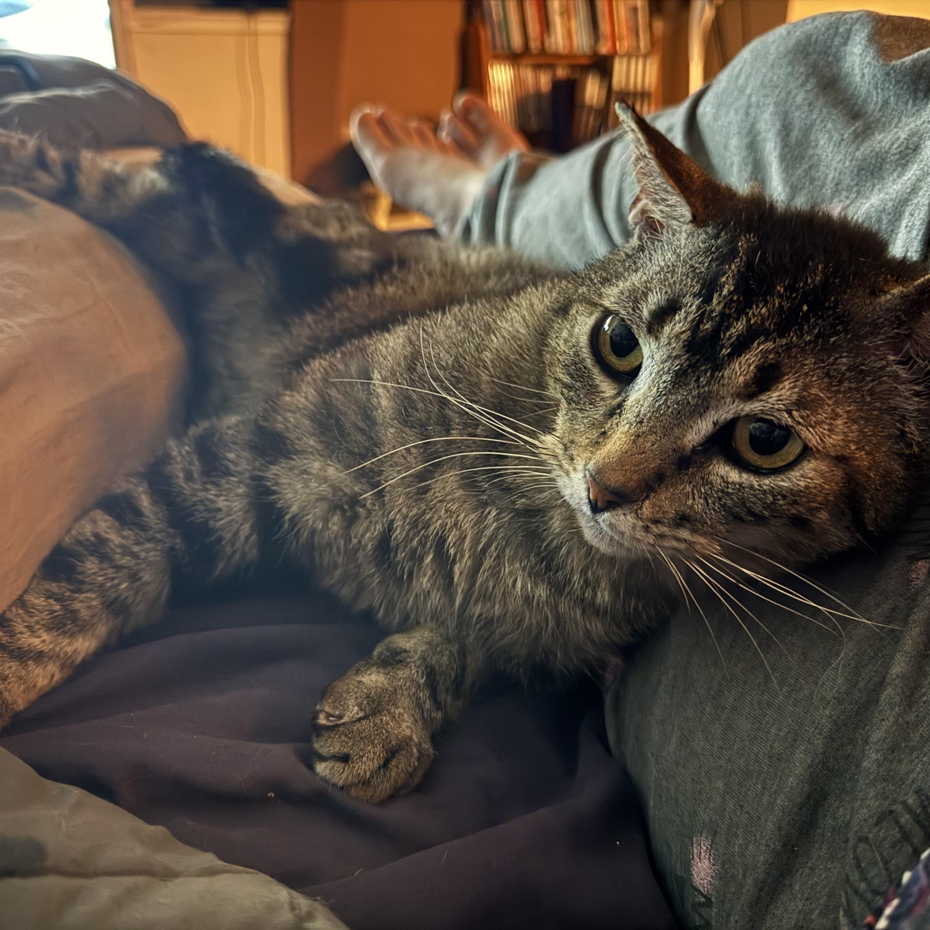 Enlarge Bubba, a ADOPTABLE Tabby in San Francisco, CA image 2/5