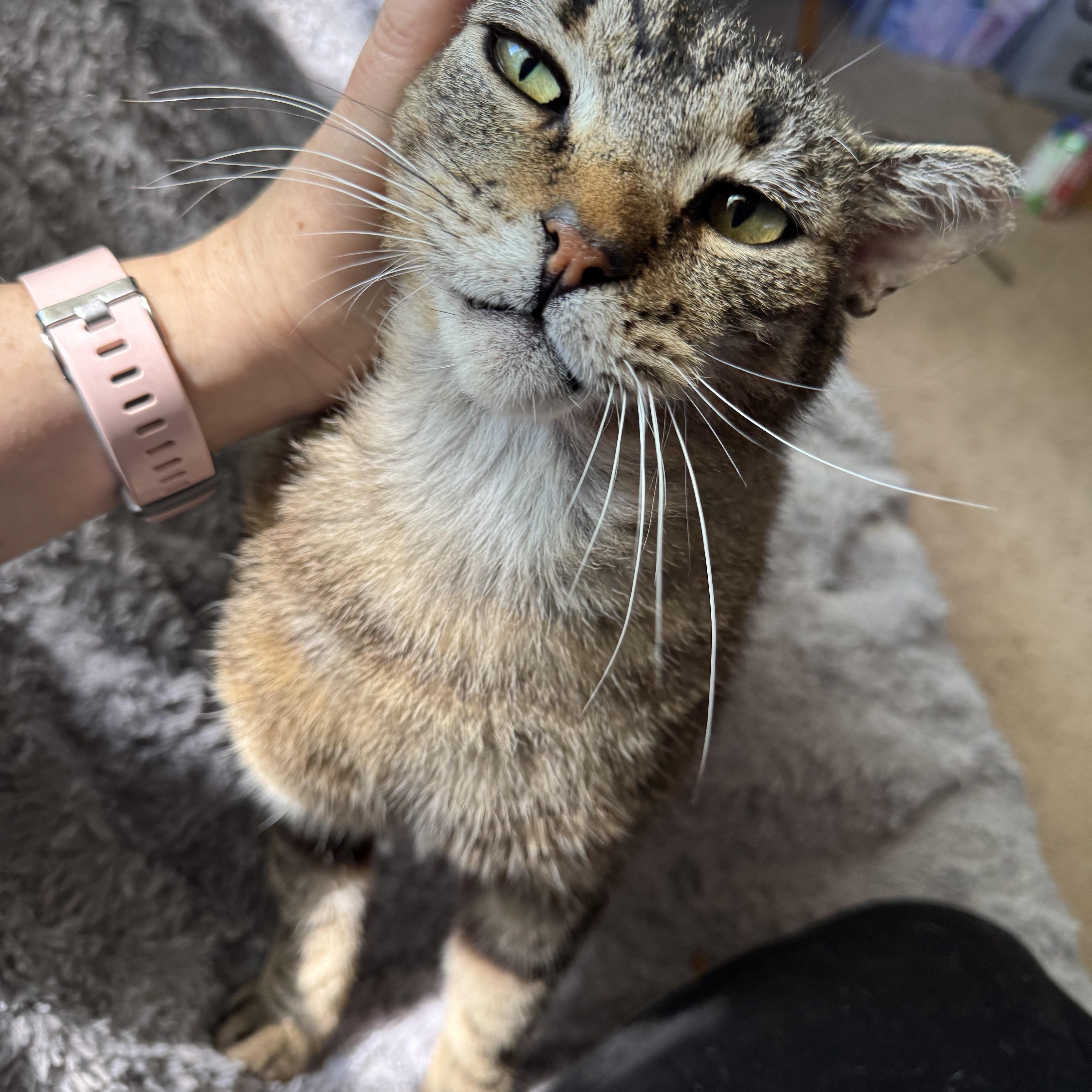 Enlarge Bubba, a ADOPTABLE Tabby in San Francisco, CA image 4/5