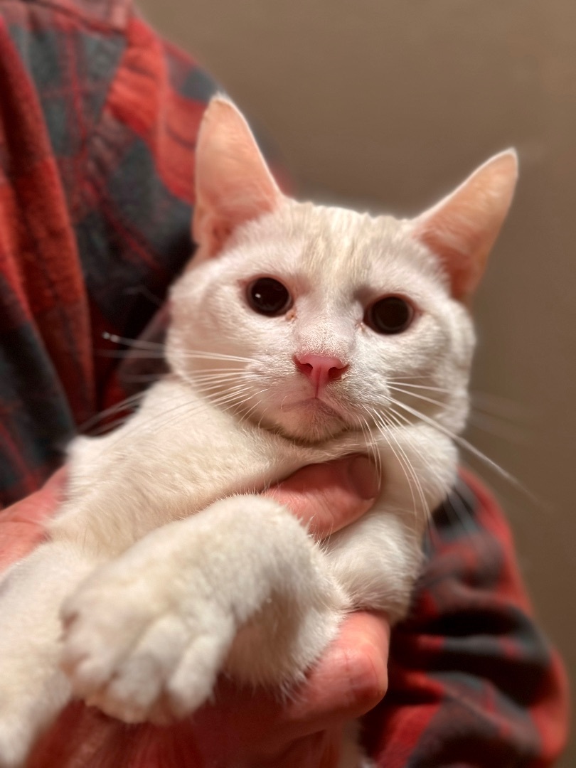 Alabaster Snow Cotton Gardenia, Adoptable, Young Male Oriental Short Hair.