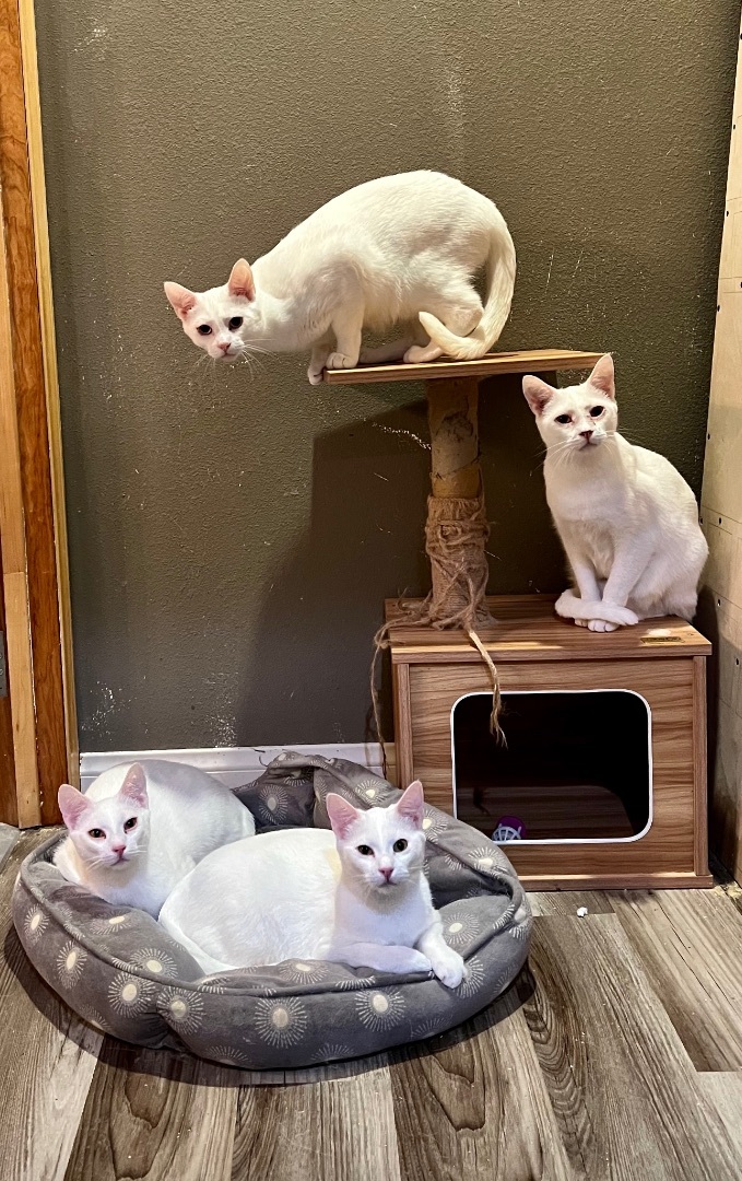 Enlarge Alabaster Snow Cotton Gardenia, a Adoptable mixed breed in Pomona, CA image 2/12