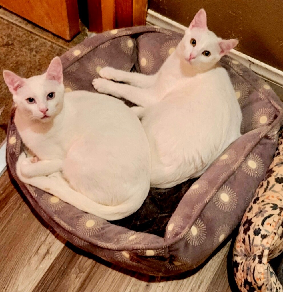 Enlarge Alabaster Snow Cotton Gardenia, a Adoptable mixed breed in Pomona, CA image 3/12