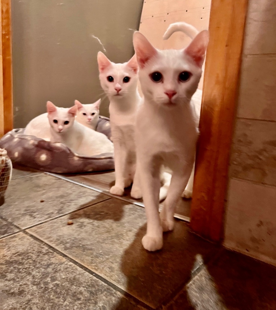 Enlarge Alabaster Snow Cotton Gardenia, a Adoptable mixed breed in Pomona, CA image 4/12
