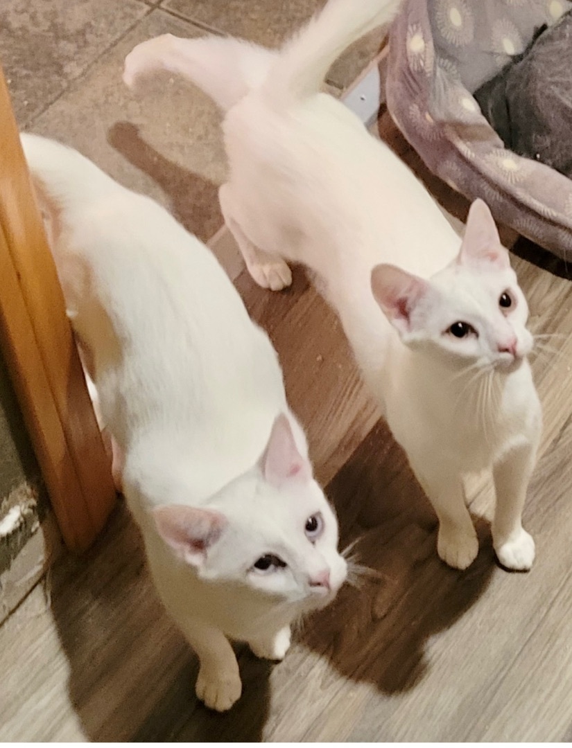 Enlarge Alabaster Snow Cotton Gardenia, a Adoptable mixed breed in Pomona, CA image 5/12