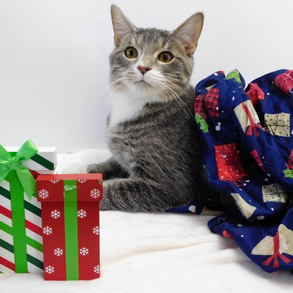 Edwin, a Adoptable Domestic Short Hair in St. Peters, MO image 1/6