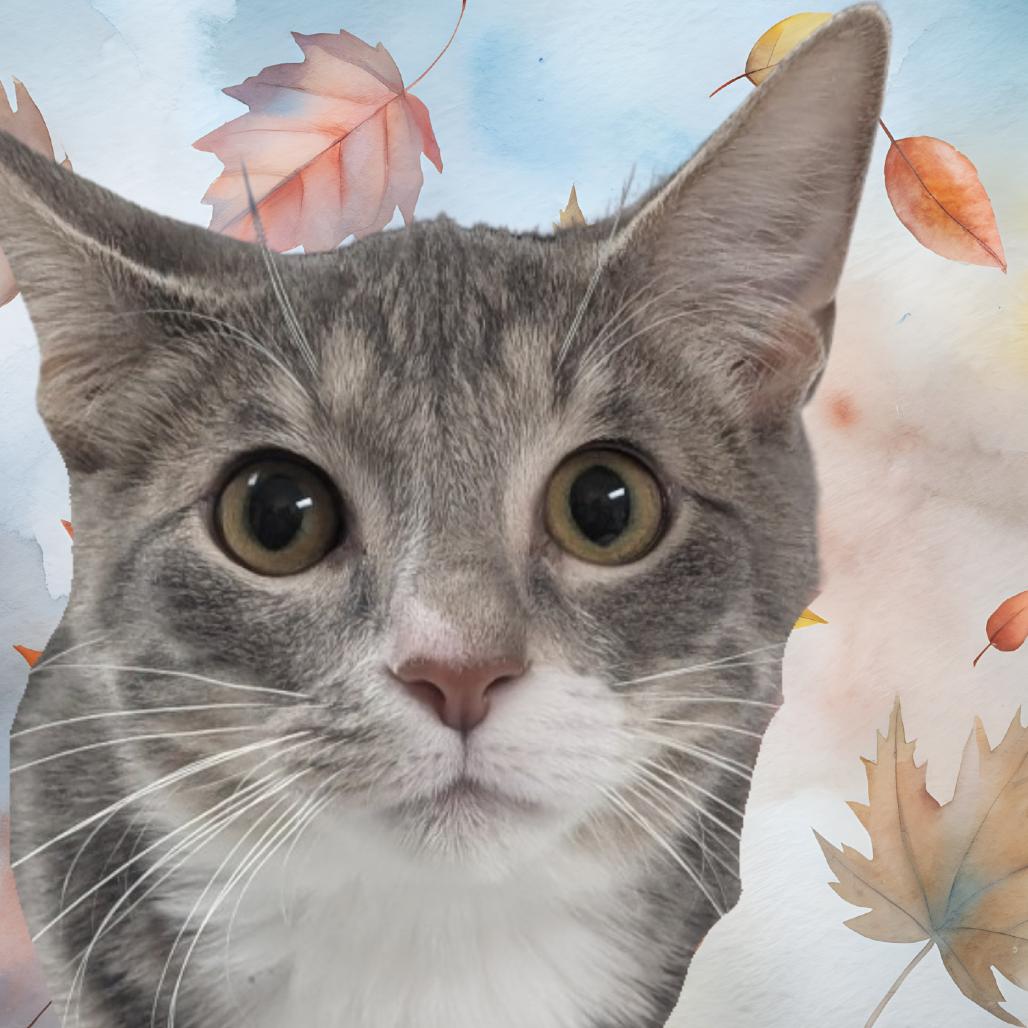 Edwin, a Adoptable Domestic Short Hair in St. Peters, MO image 2/6