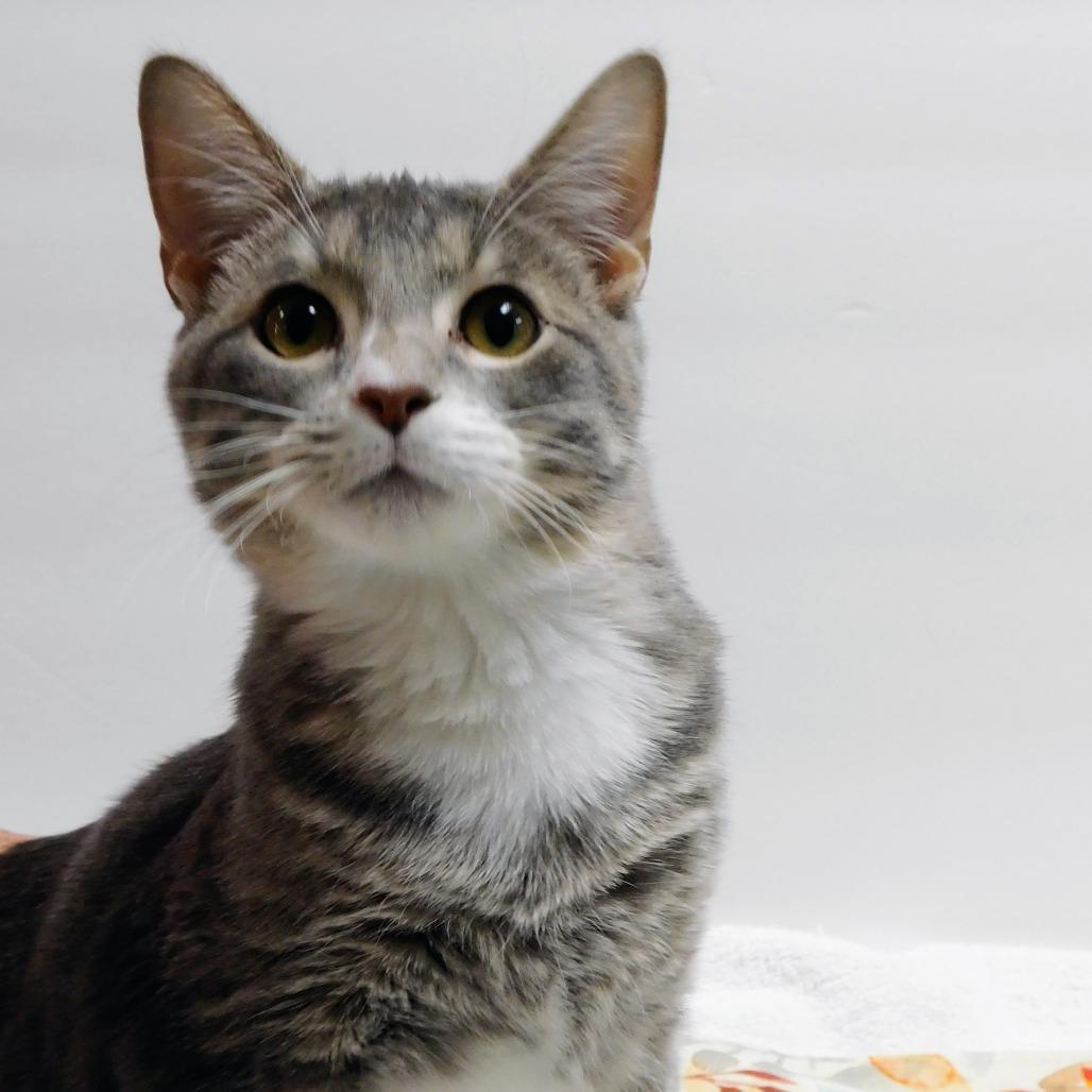 Edwin, a Adoptable Domestic Short Hair in St. Peters, MO image 3/6