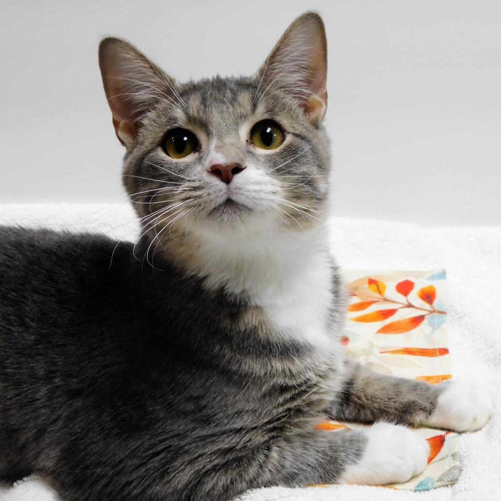 Edwin, a Adoptable Domestic Short Hair in St. Peters, MO image 4/6