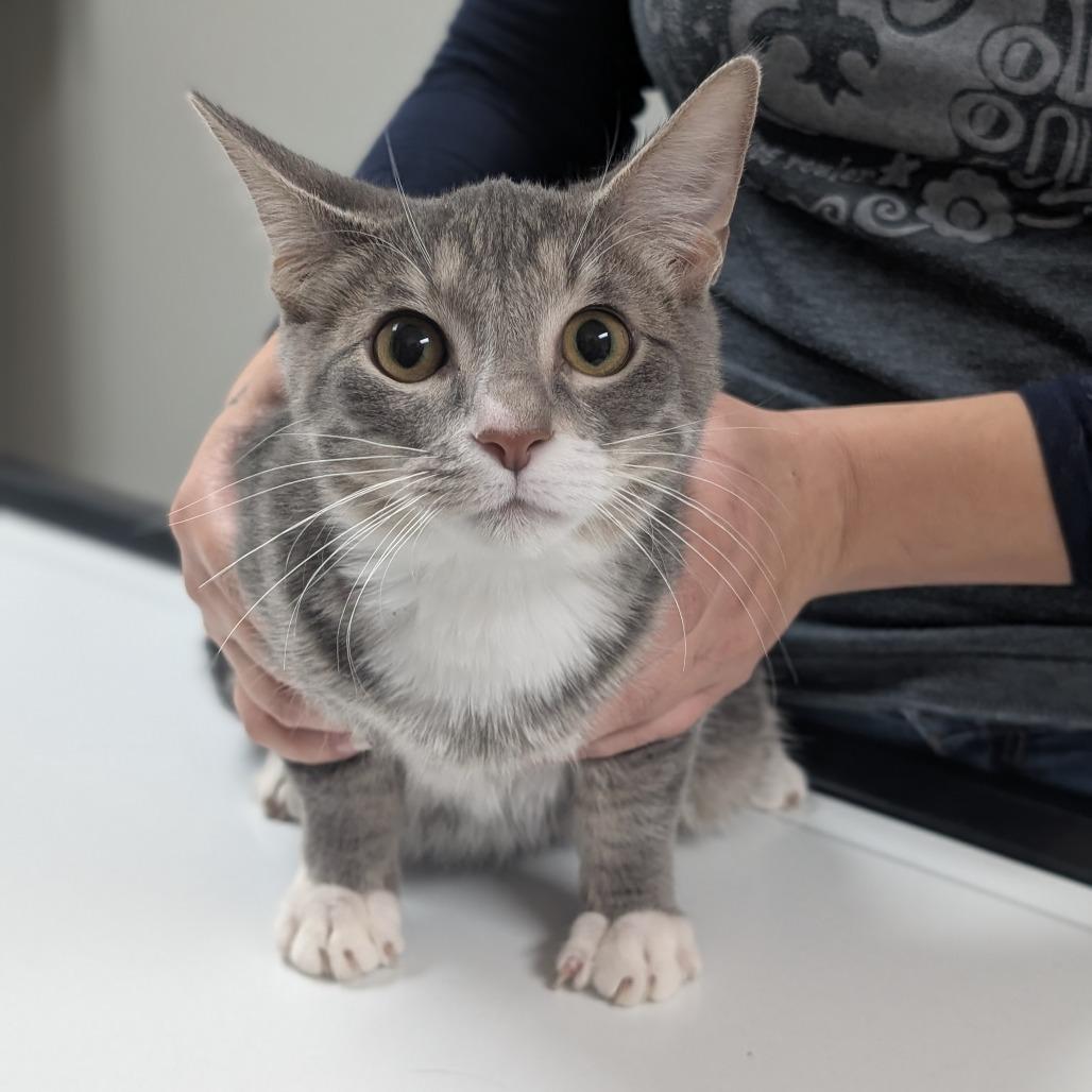 Edwin, a Adoptable Domestic Short Hair in St. Peters, MO image 5/6