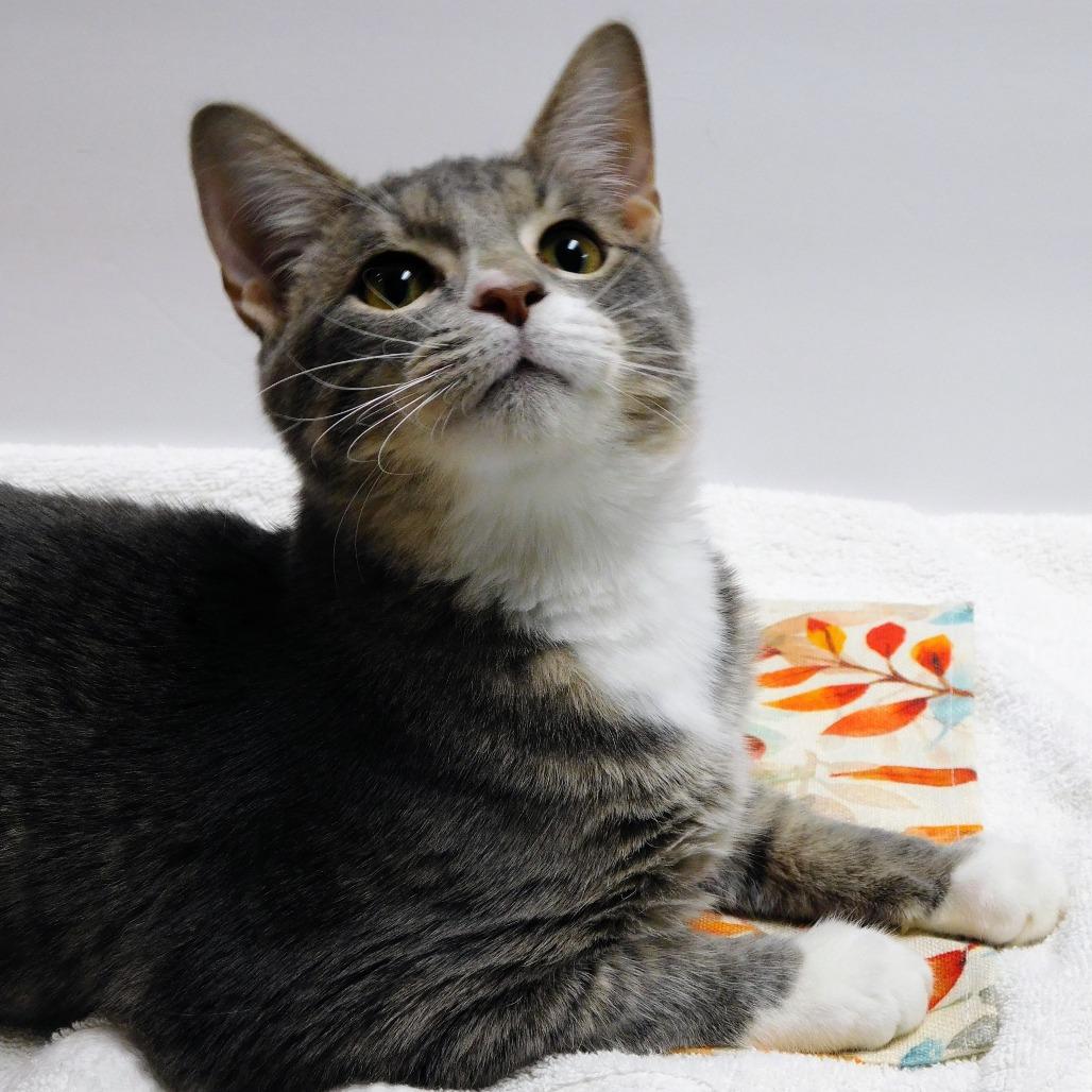 Edwin, a Adoptable Domestic Short Hair in St. Peters, MO image 6/6