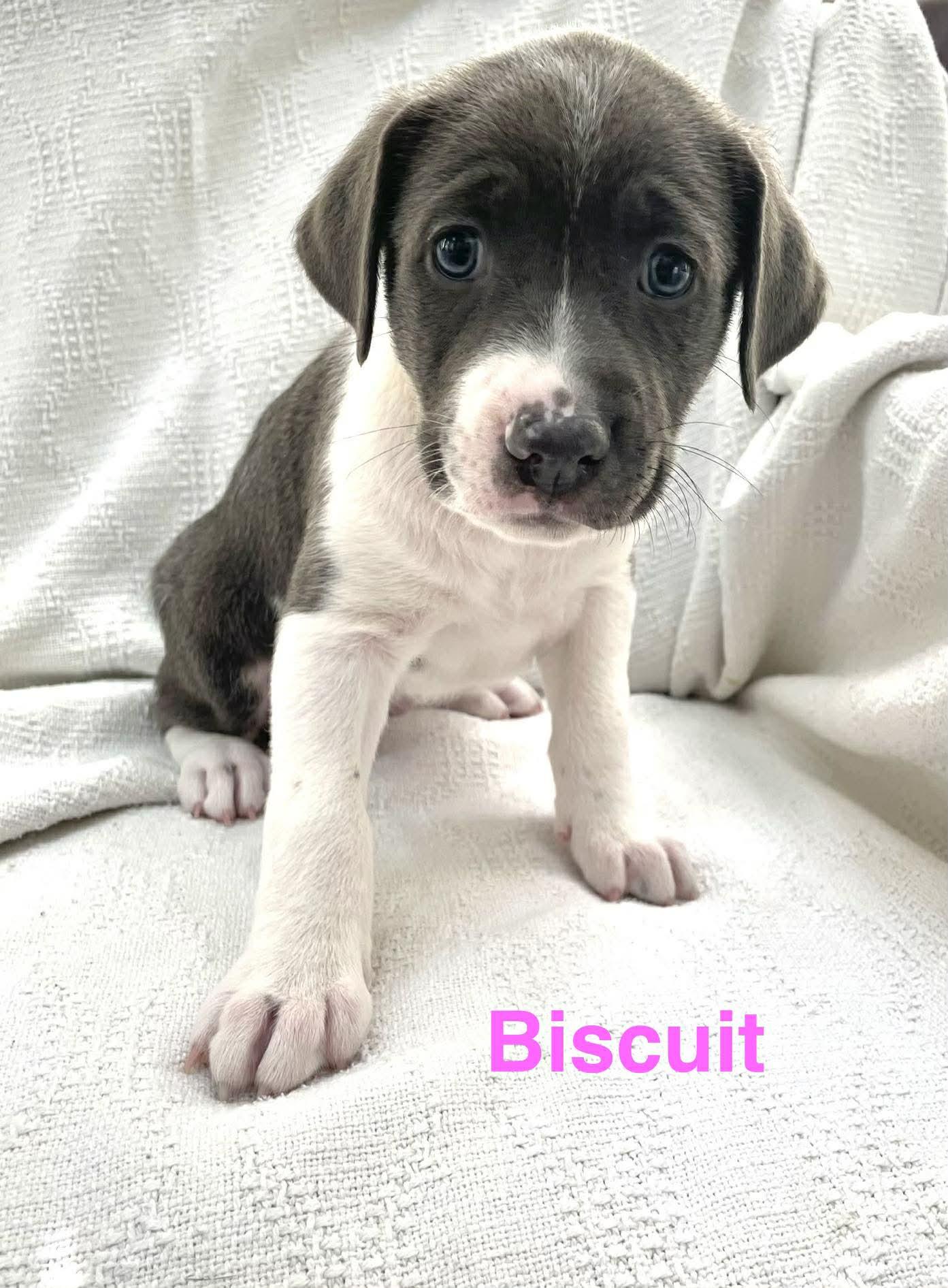 Enlarge BISCUIT, a Adoptable mixed breed in Madisonville, LA image 2/2