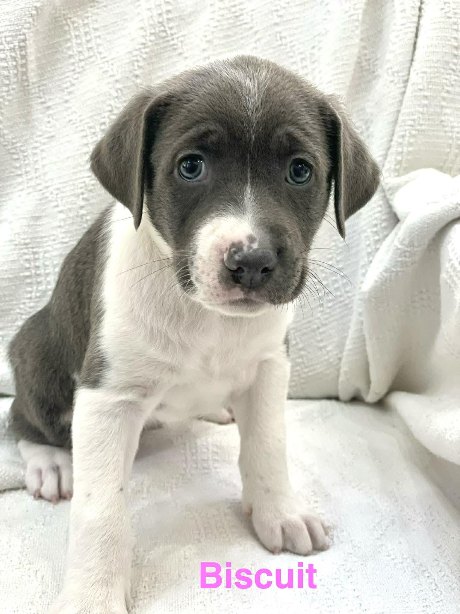 BISCUIT, Adoptable, Puppy Female Jack Russell Terrier & Great Dane.
