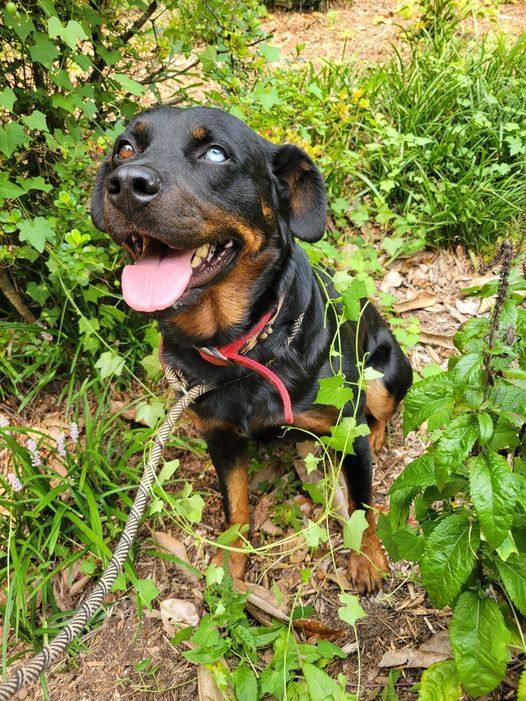 Kaylee $95, a Adoptable mixed breed in Seneca, SC image 2/6