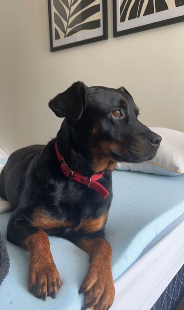 Kaylee $95, a Adoptable mixed breed in Seneca, SC image 3/6