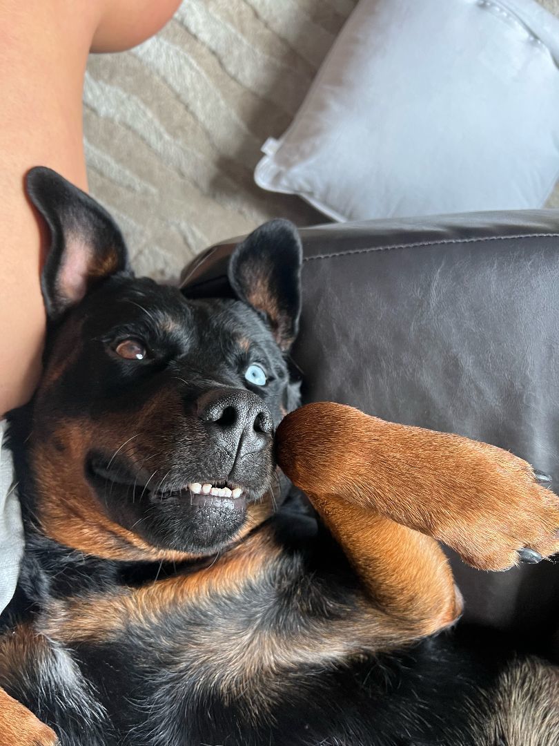 Kaylee $95, a Adoptable mixed breed in Seneca, SC image 1/6