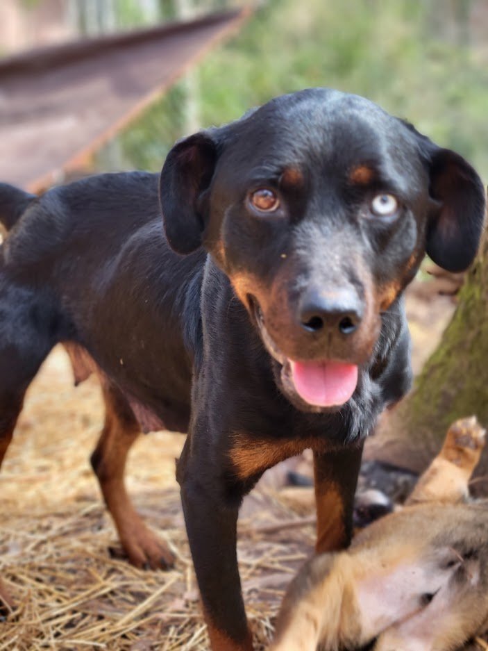 Kaylee $95, a Adoptable mixed breed in Seneca, SC image 4/6