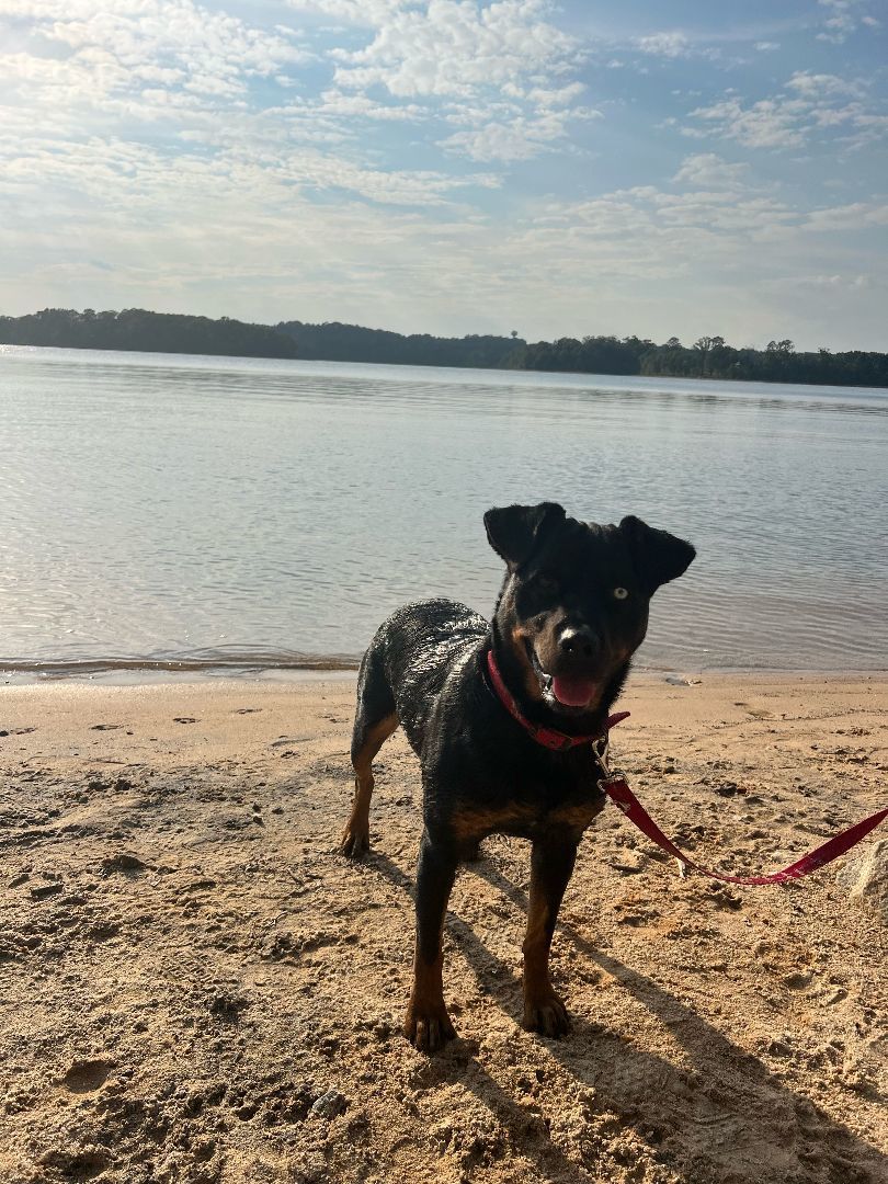 Kaylee $95, a Adoptable mixed breed in Seneca, SC image 5/6