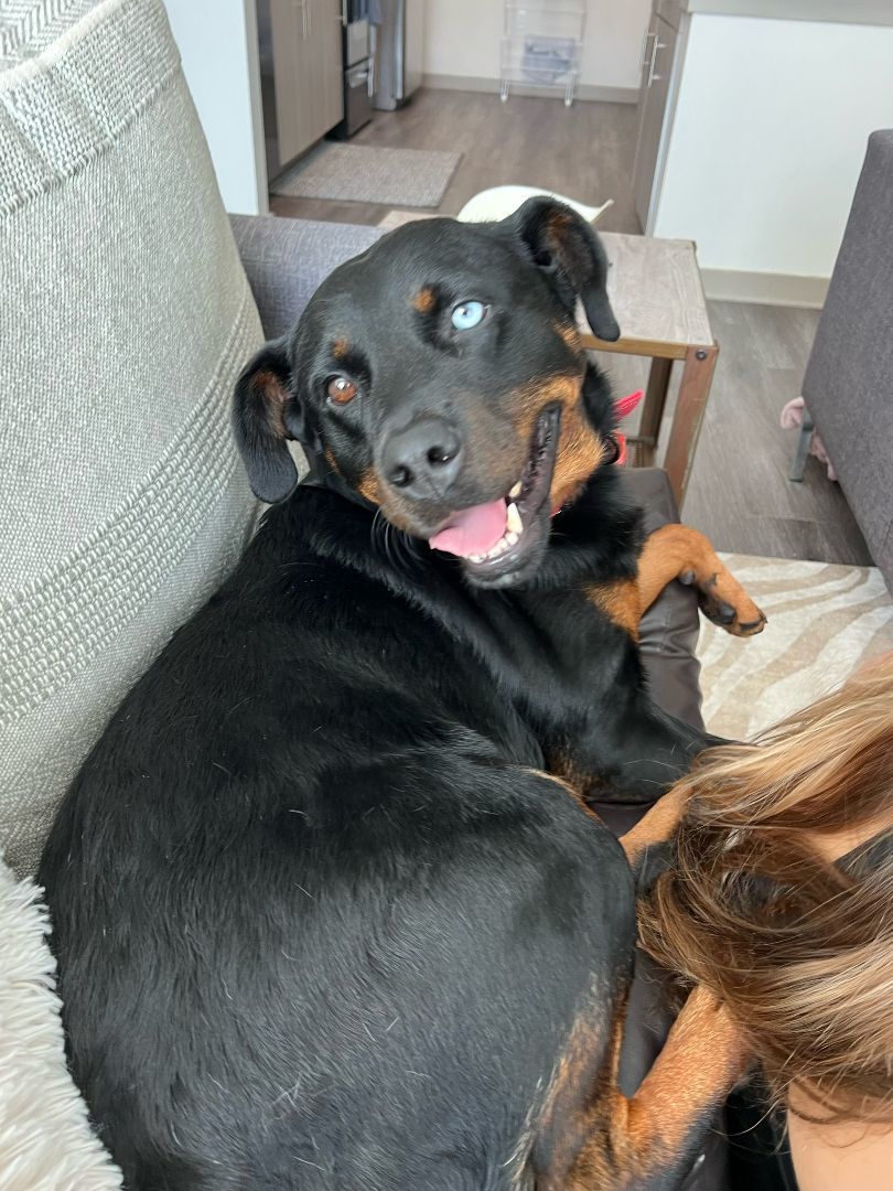 Kaylee $95, a Adoptable mixed breed in Seneca, SC image 6/6