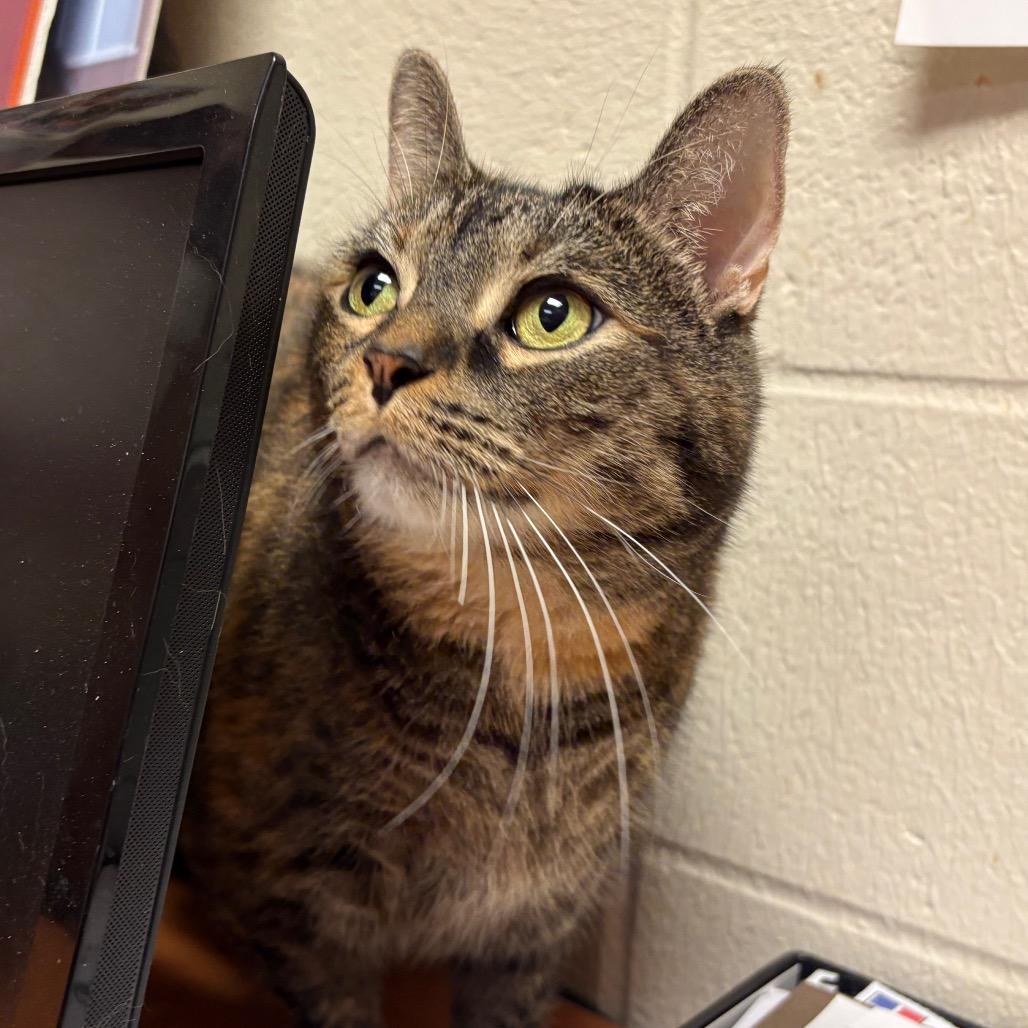 Catrina, Adoptable, Adult Female Domestic Short Hair.