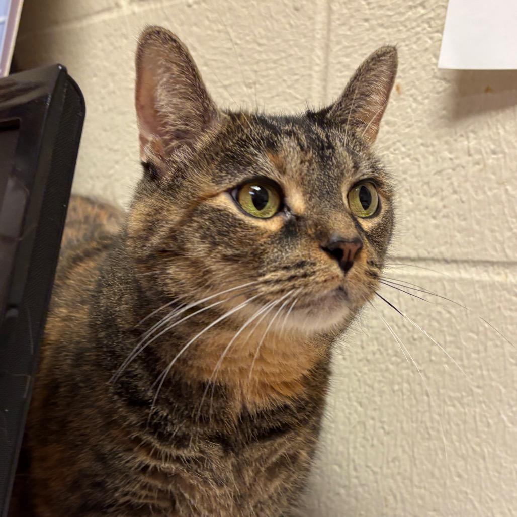 Enlarge Catrina, a Adoptable Domestic Short Hair in Fairport, NY image 2/2