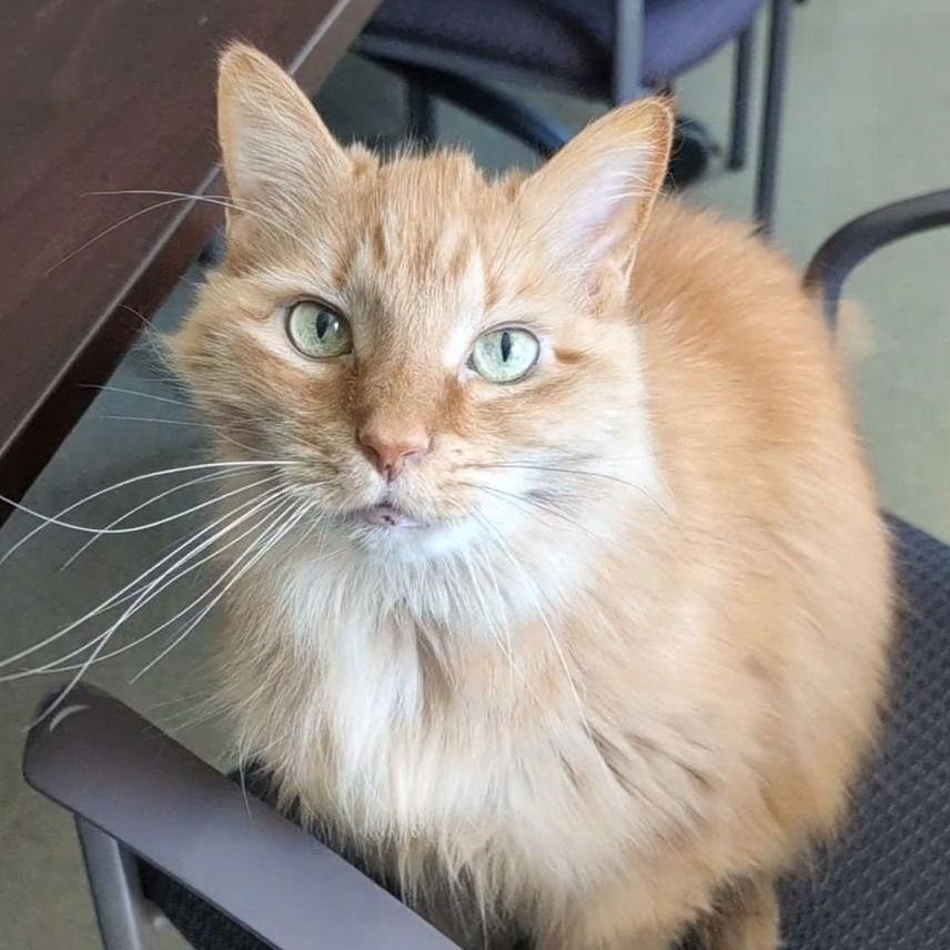 Sunshine, Adoptable, Senior Female Domestic Long Hair.