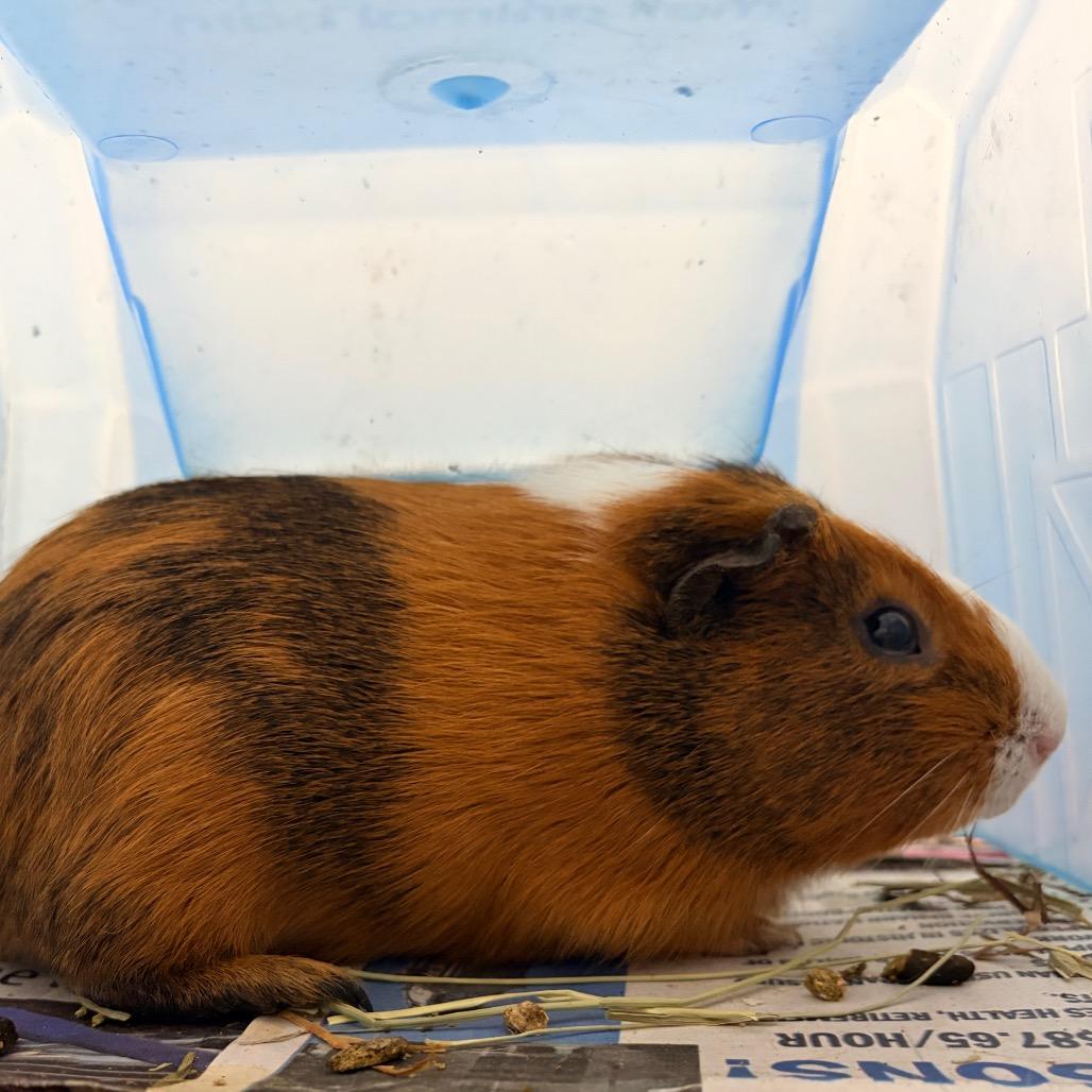 Enlarge Neymar, a Adoptable Guinea Pig in Watertown, NY image 1/3