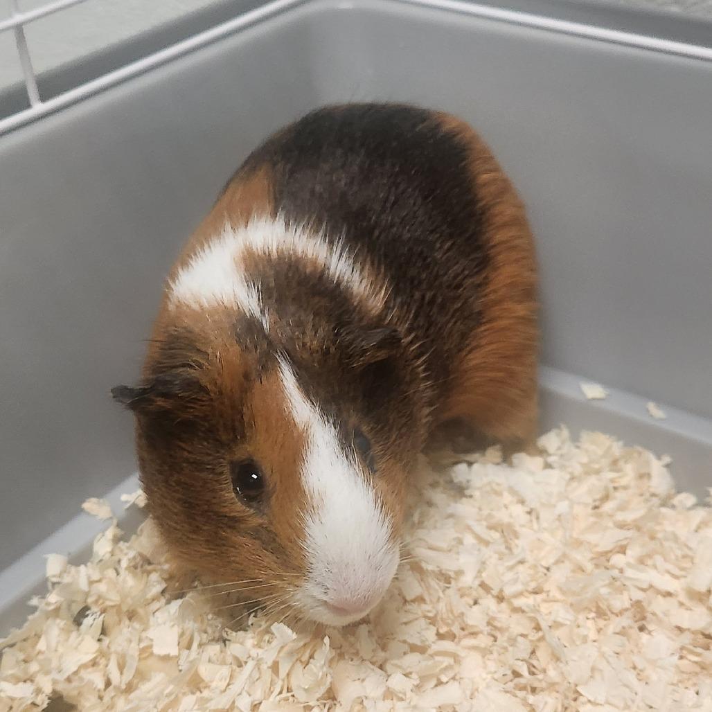 Enlarge Neymar, a Adoptable Guinea Pig in Watertown, NY image 2/3
