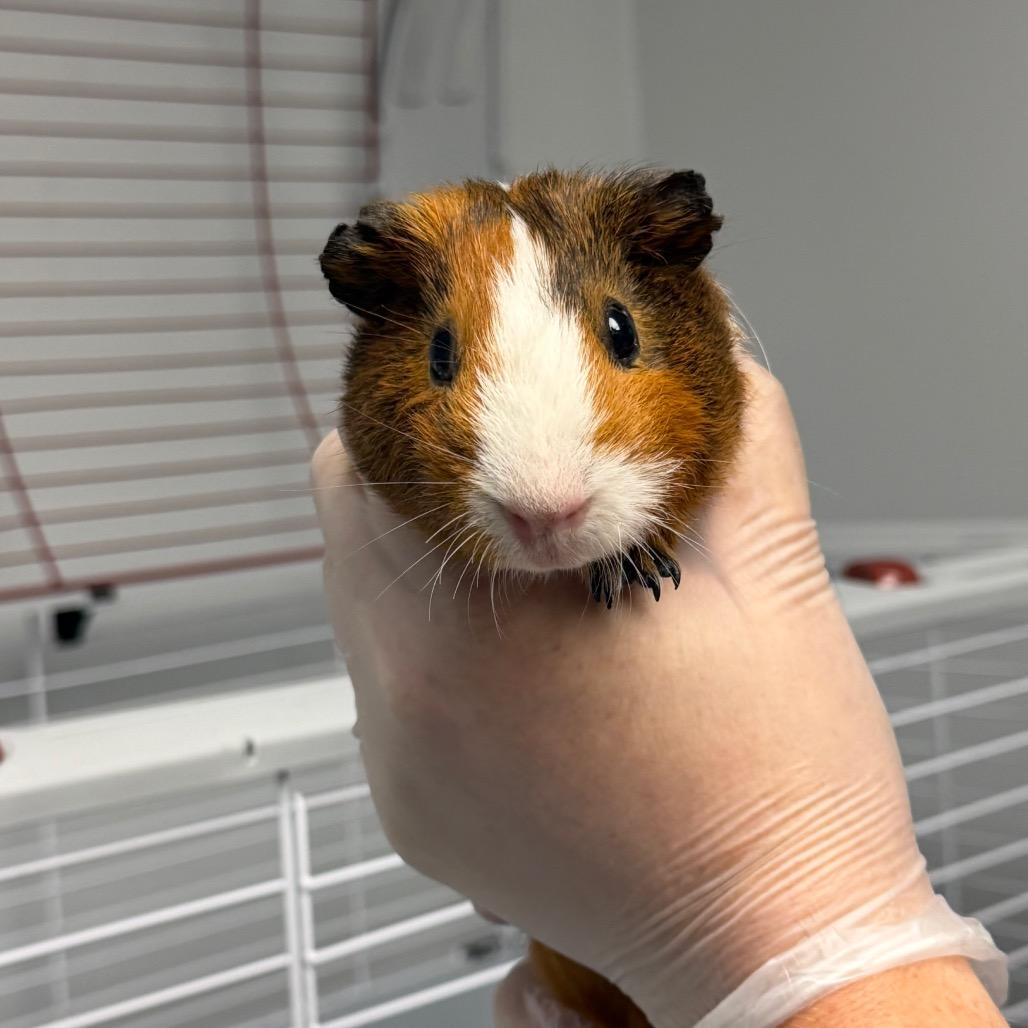 Enlarge Neymar, a Adoptable Guinea Pig in Watertown, NY image 3/3