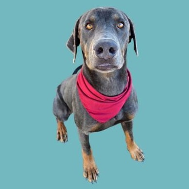 Jeffrey - URGENT - 24 HOUR NOTICE, Adopted, Young Male Labrador Retriever.