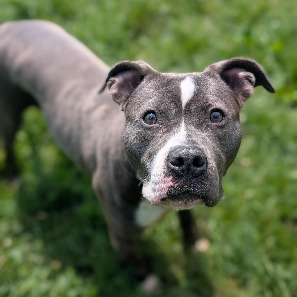 Minnie, Adoptable, Adult Female Pit Bull Terrier.