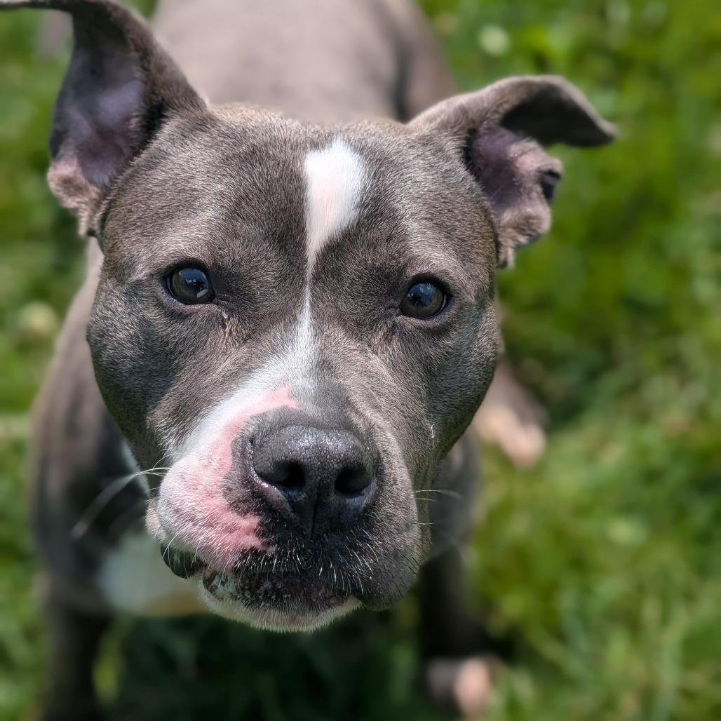 Enlarge Minnie, a Adoptable Pit Bull Terrier in Cedar Rapids, IA image 2/3