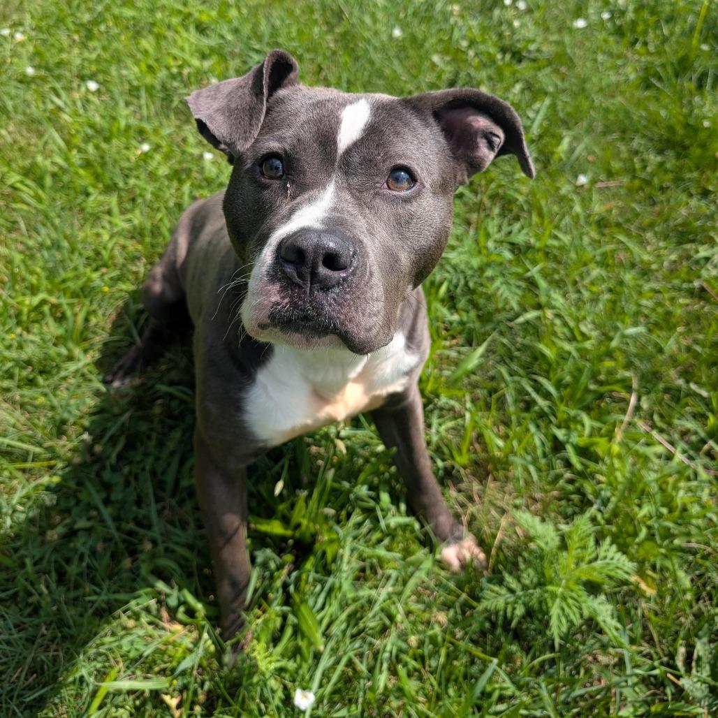Enlarge Minnie, a Adoptable Pit Bull Terrier in Cedar Rapids, IA image 3/3