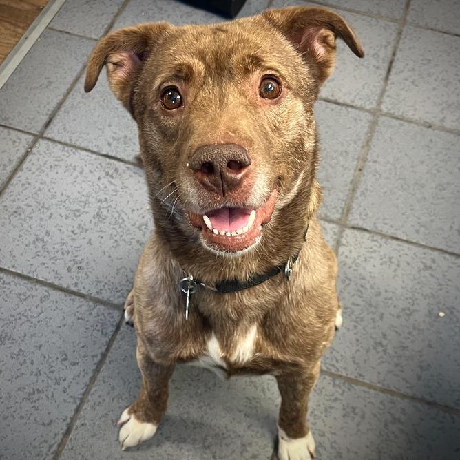 Francisco Ramone, a Adoptable Mixed Breed in Owosso, MI image 1/6