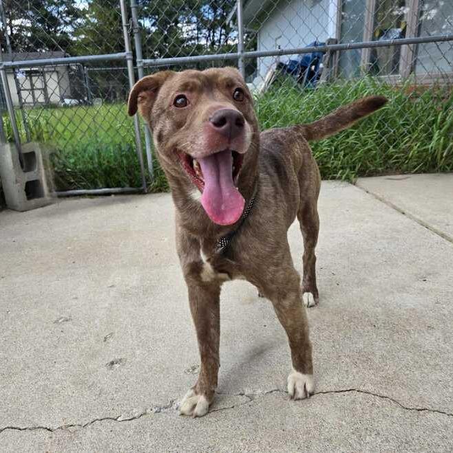Francisco Ramone, a Adoptable Mixed Breed in Owosso, MI image 2/6